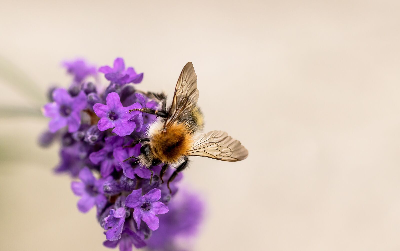 Canon EOS 750D (EOS Rebel T6i / EOS Kiss X8i) sample photo. Hummel, garden bumblebee, bombus photography