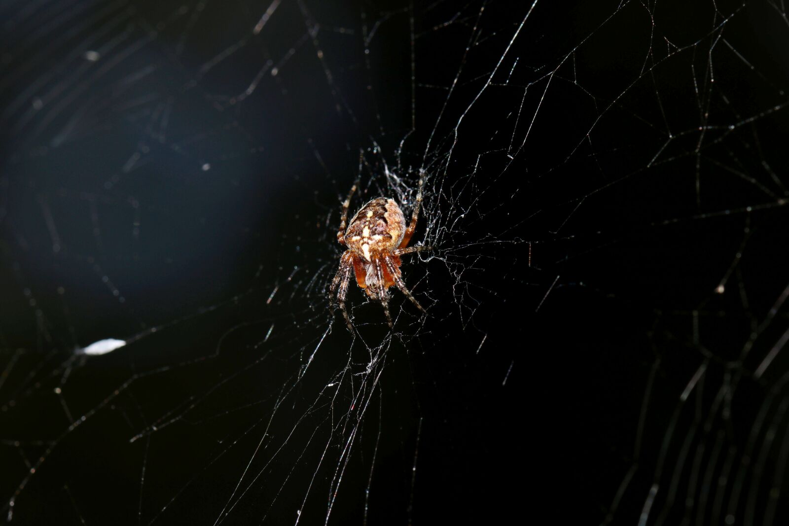 Canon EOS 80D sample photo. Spider, spring, forest photography
