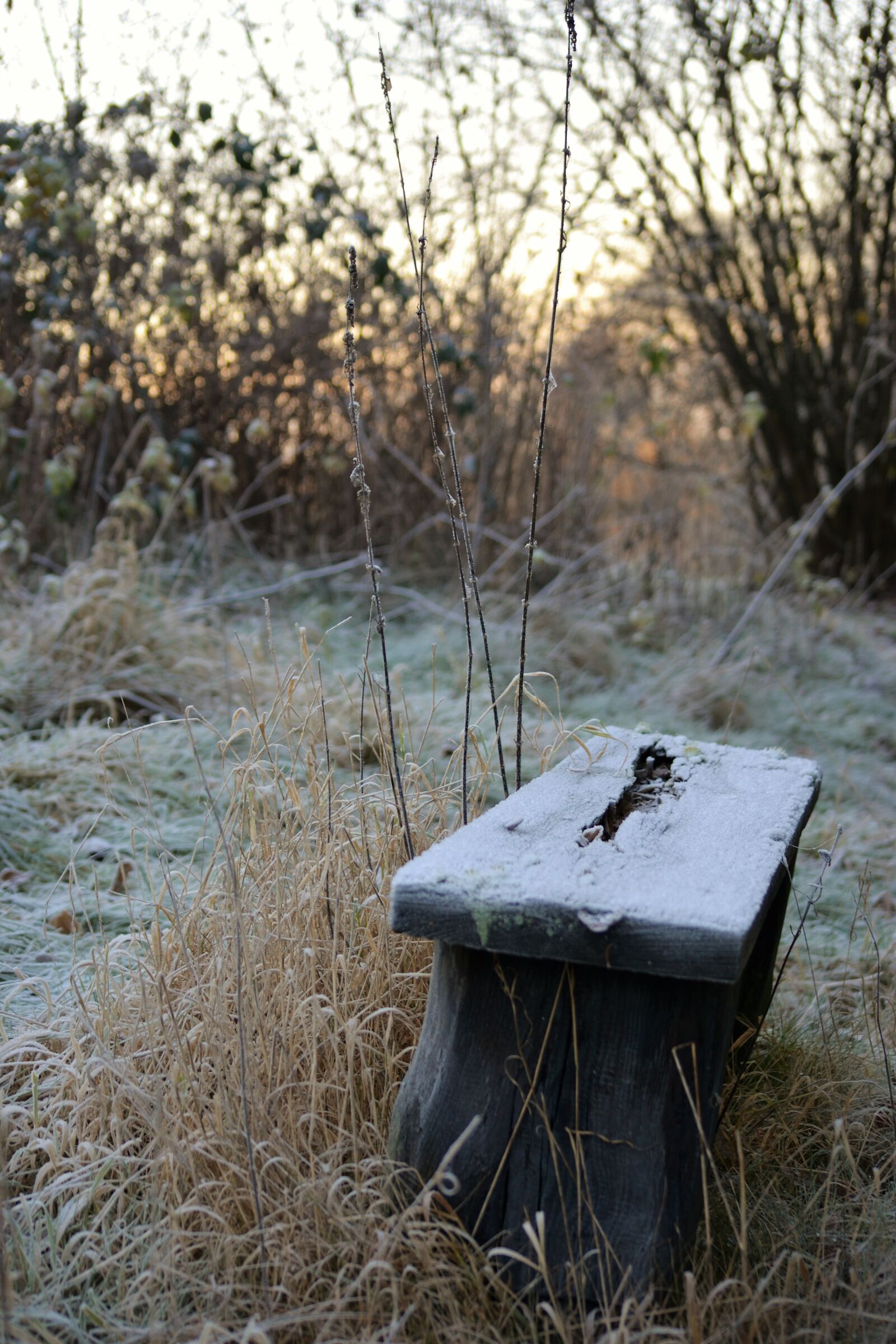 Nikon D3100 sample photo. Bench, cold, forest, frost photography