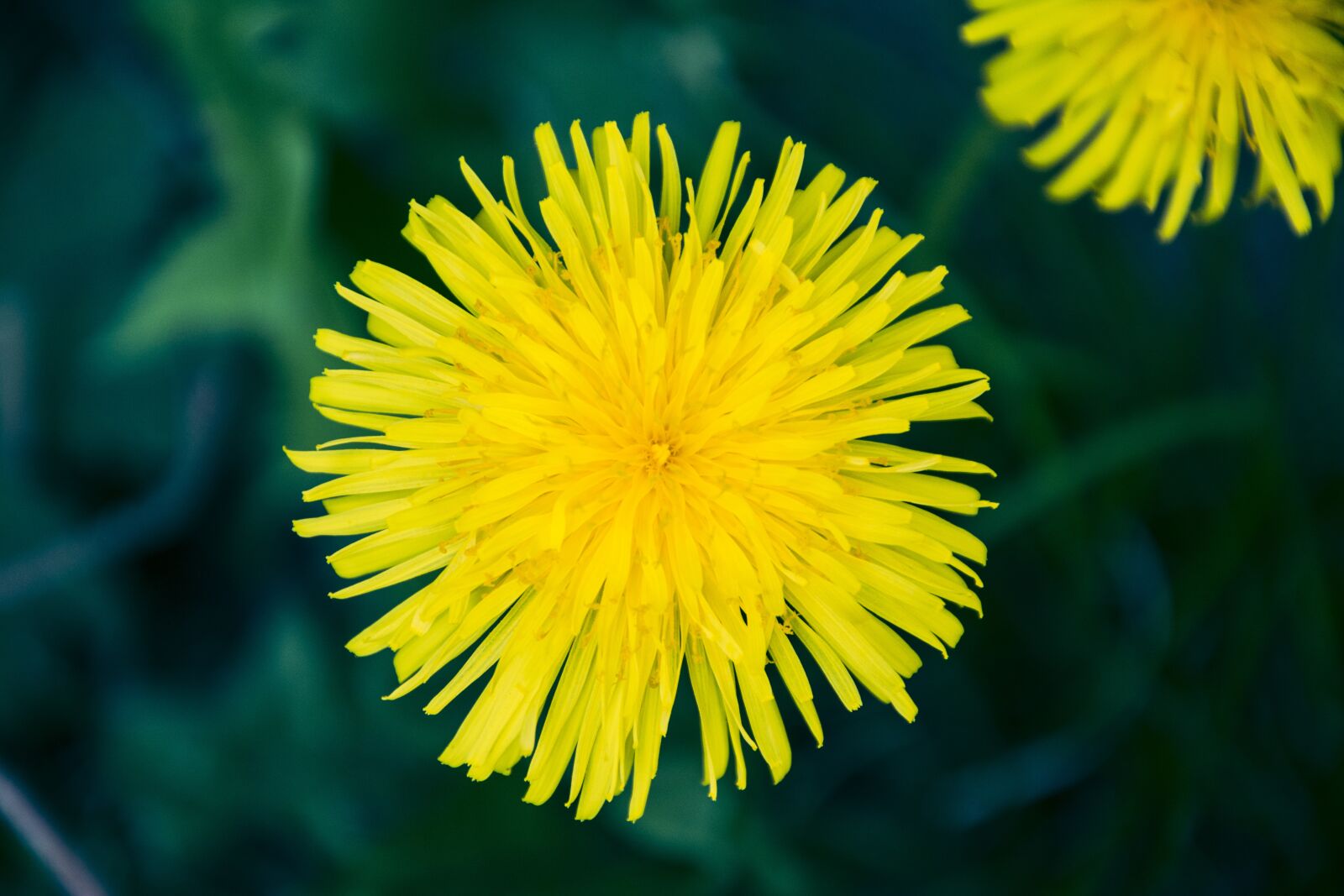 Nikon D7100 sample photo. Dandelion, flower, yellow photography