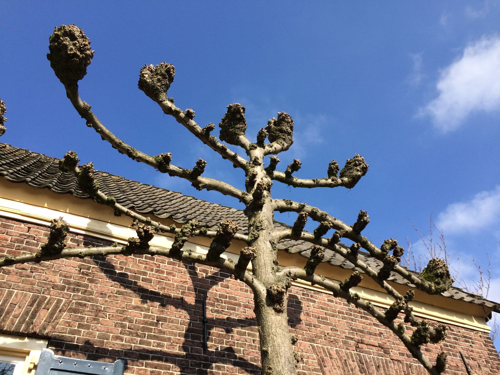 iPhone 5s back camera 4.15mm f/2.2 sample photo. Tree, leilinde, bronckhorst photography