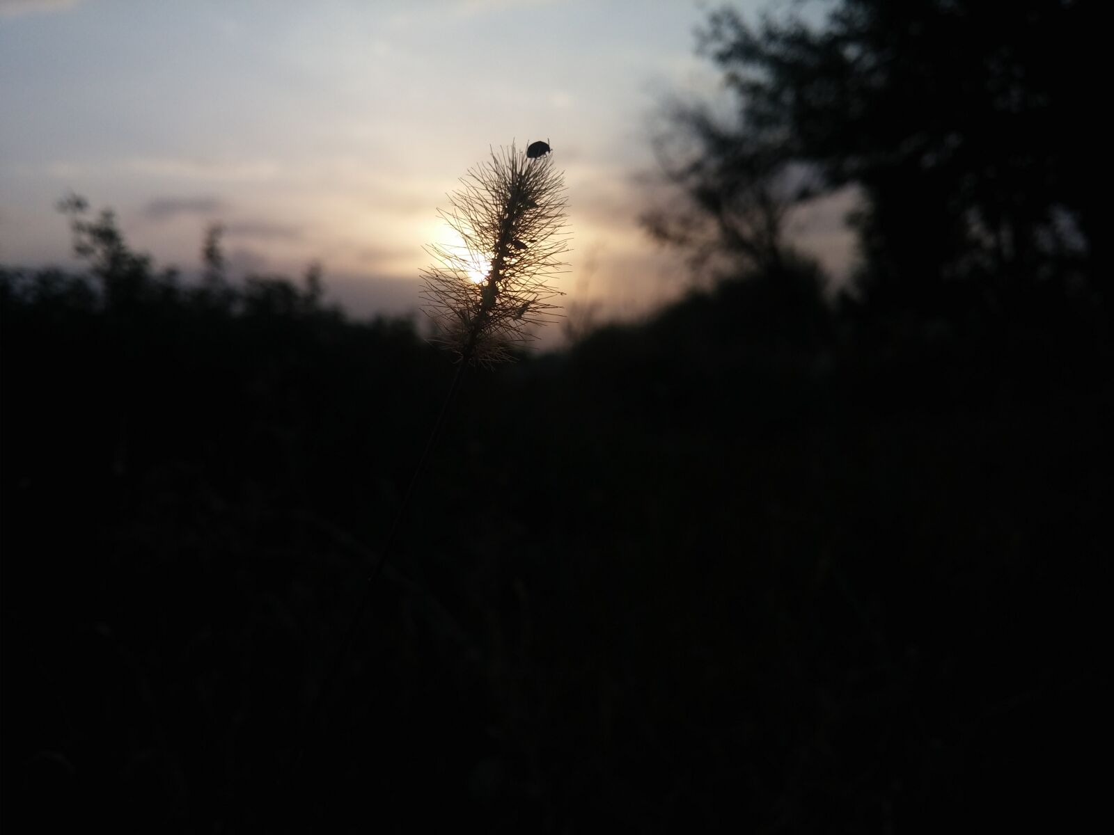 LG G2 sample photo. Animal, sunset photography