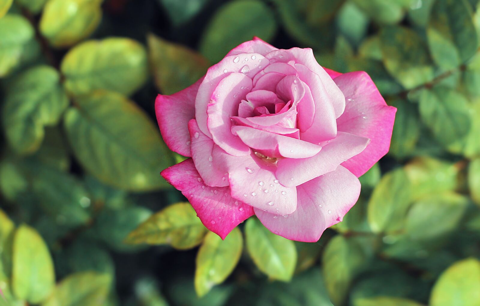 Canon EOS 1100D (EOS Rebel T3 / EOS Kiss X50) + Canon EF 50mm F1.8 II sample photo. Rose, flower, one rose photography