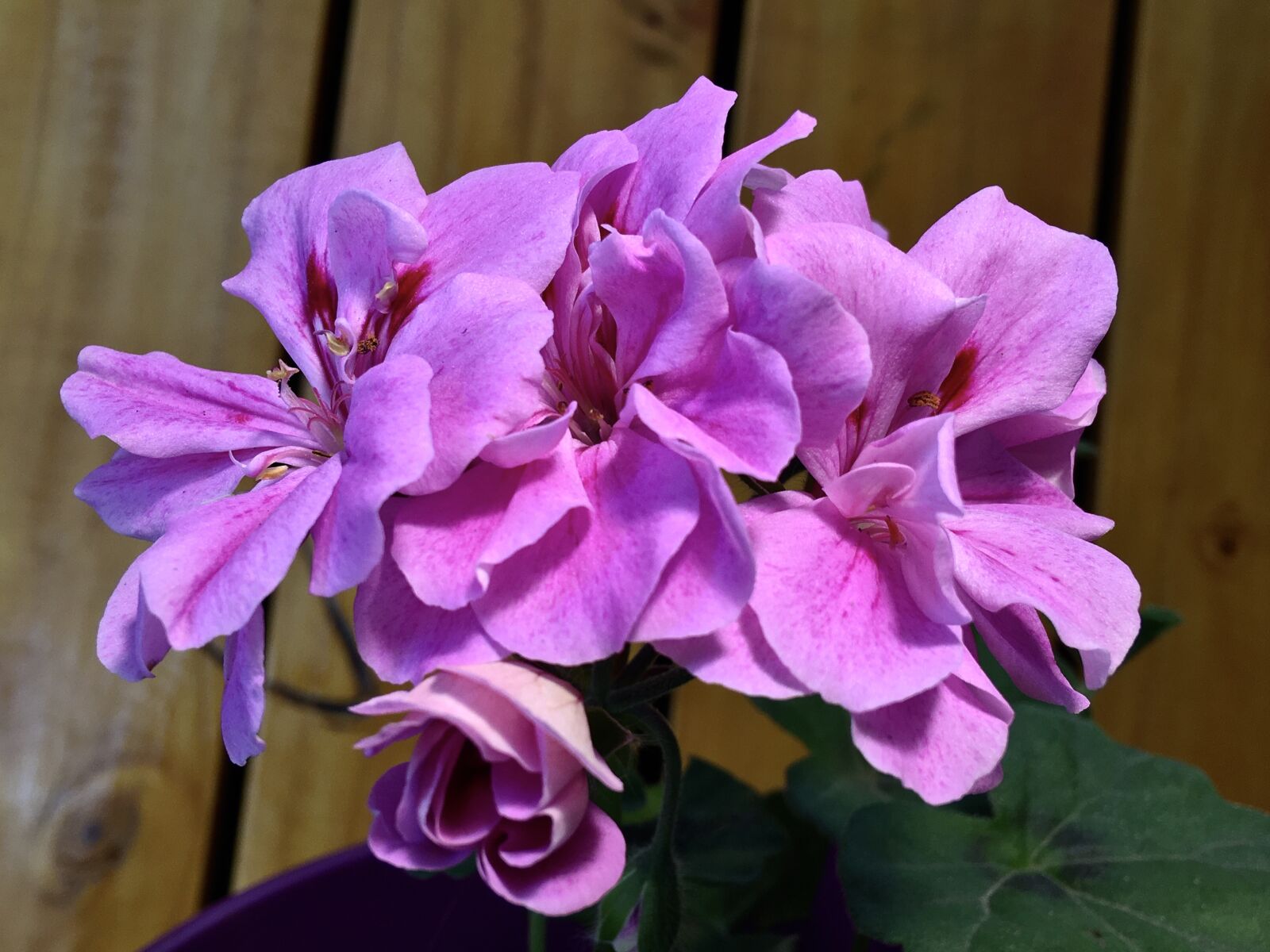 iPhone 6s Plus back camera 4.15mm f/2.2 sample photo. Geranium, pink, nature photography