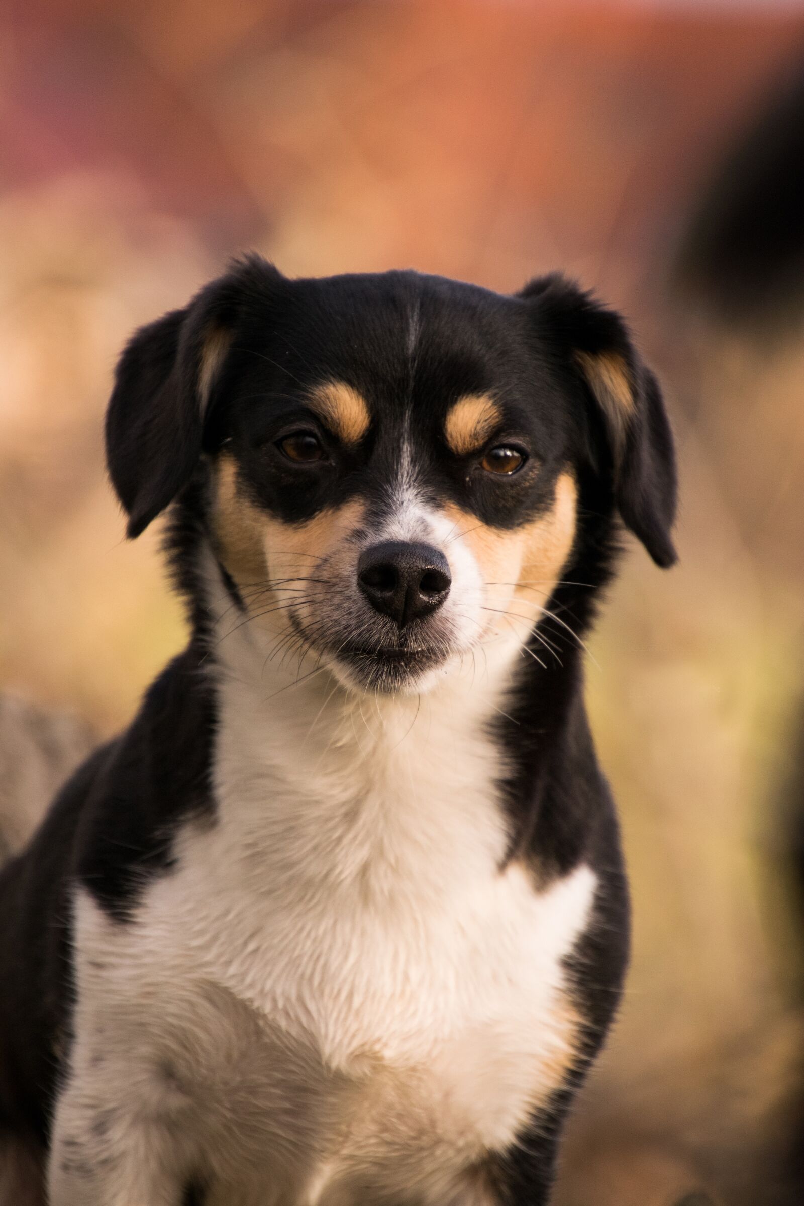 Nikon D3300 sample photo. Animal, cute, dog photography