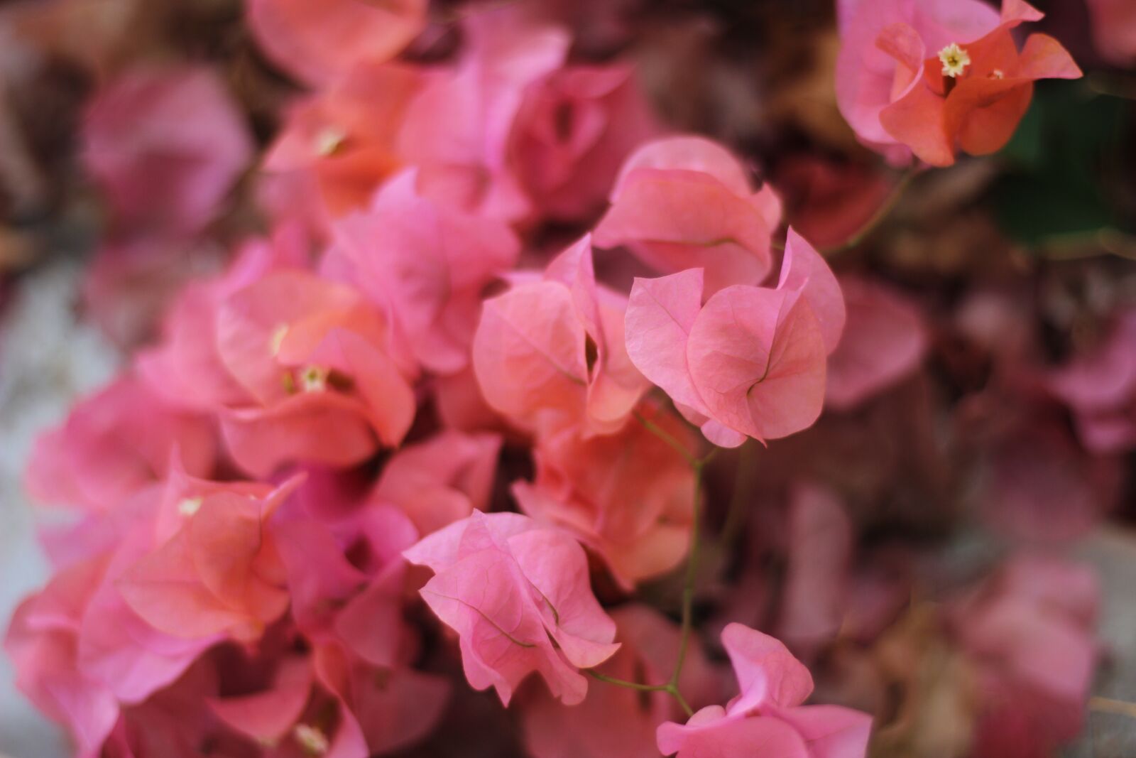 Canon EOS 600D (Rebel EOS T3i / EOS Kiss X5) + Canon EF 50mm F1.8 STM sample photo. Flowers, flowers back ground photography