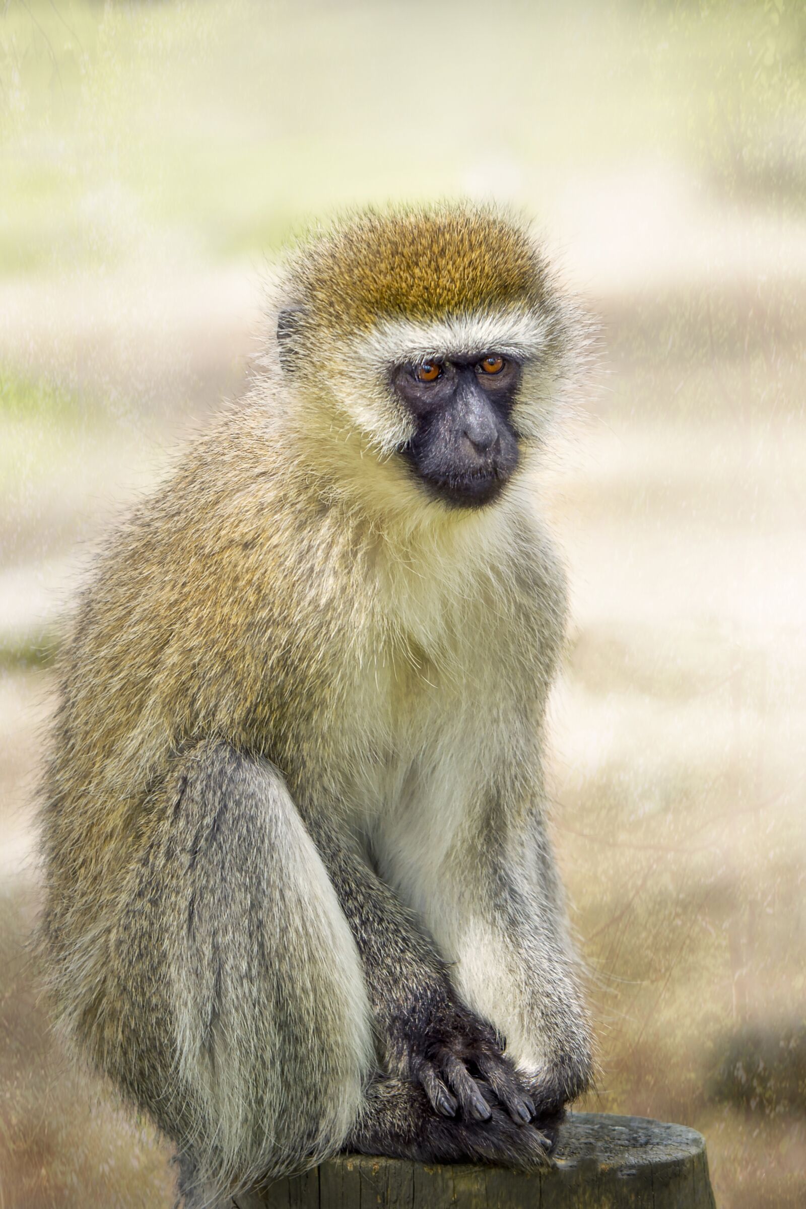 Nikon D3S sample photo. Animal, monkey, langur photography