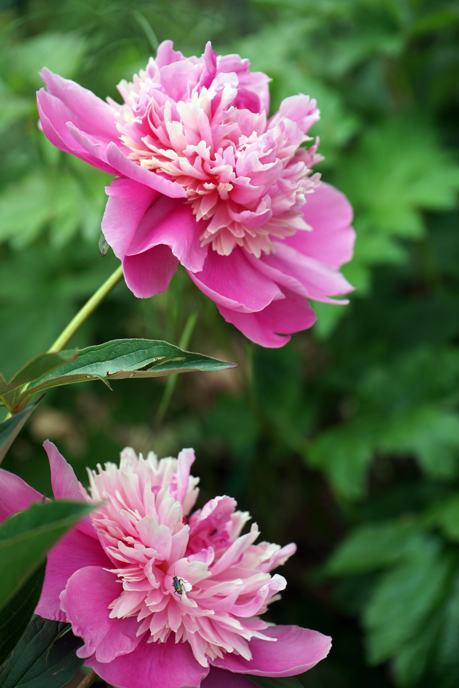 Sony a7 II + Sony FE 28-70mm F3.5-5.6 OSS sample photo. Peony, nature, flower photography