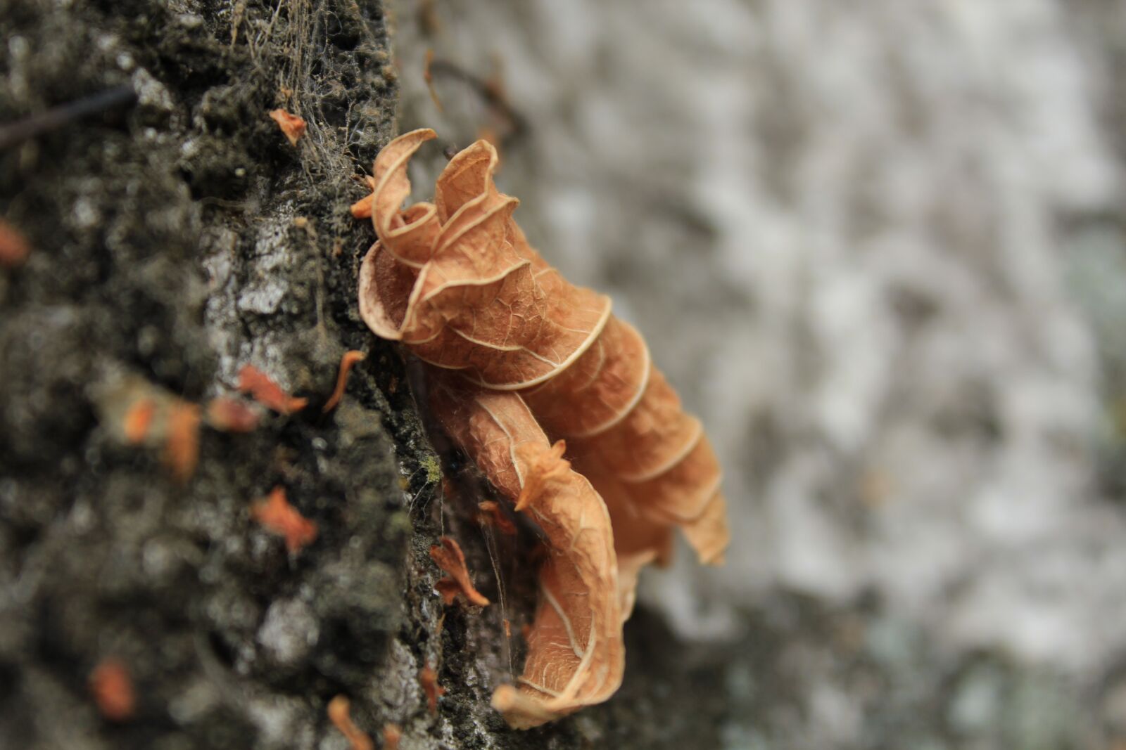 Canon EOS 1200D (EOS Rebel T5 / EOS Kiss X70 / EOS Hi) sample photo. Texture, leaf, nature photography