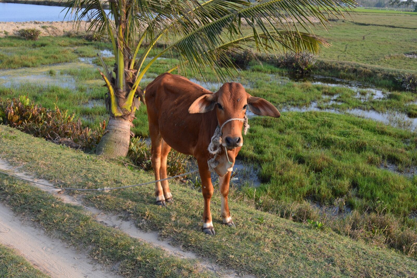 Nikon D5200 sample photo. Calf, cow, cattle photography