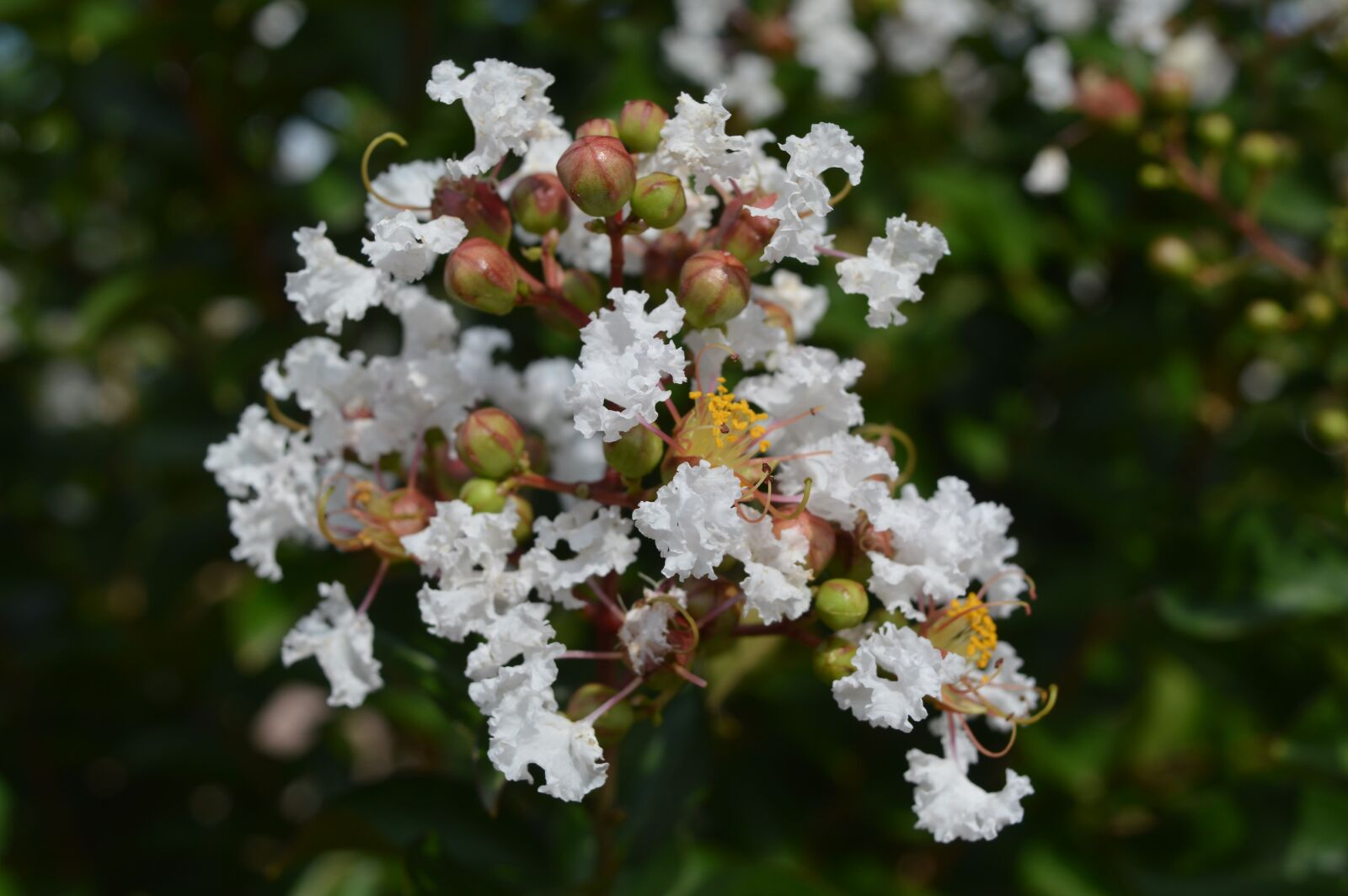 Nikon D3200 sample photo. Flower, tree, white photography