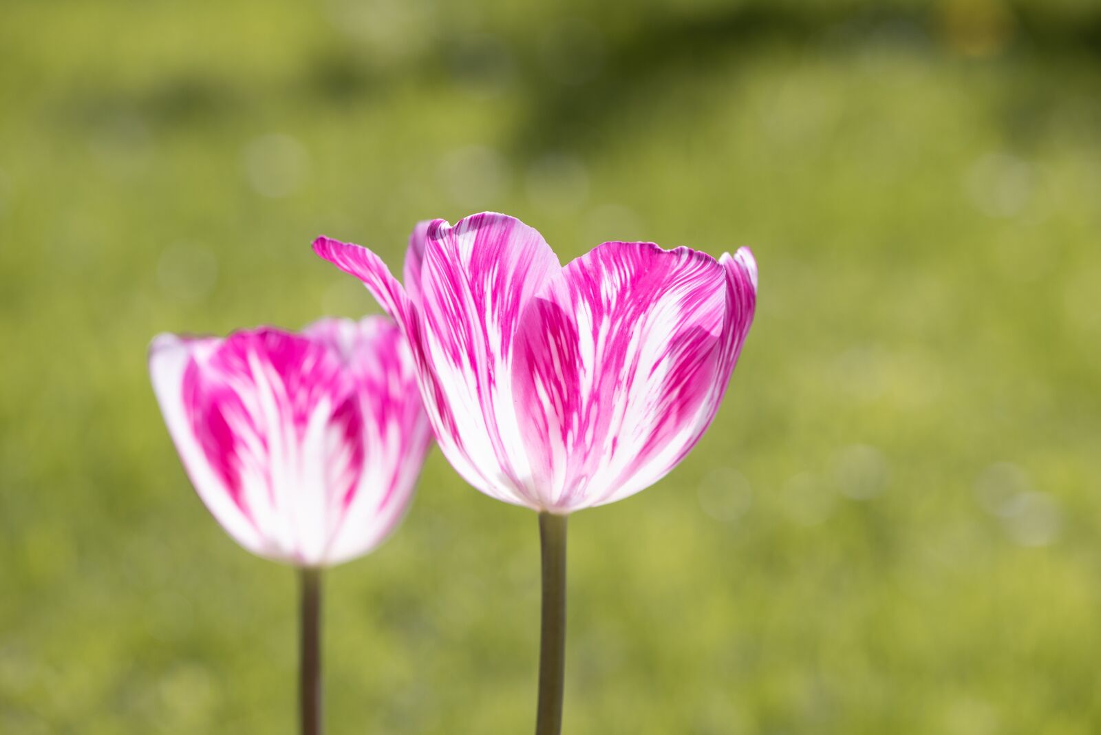 Nikon D750 sample photo. Tulips, flowers, pink photography