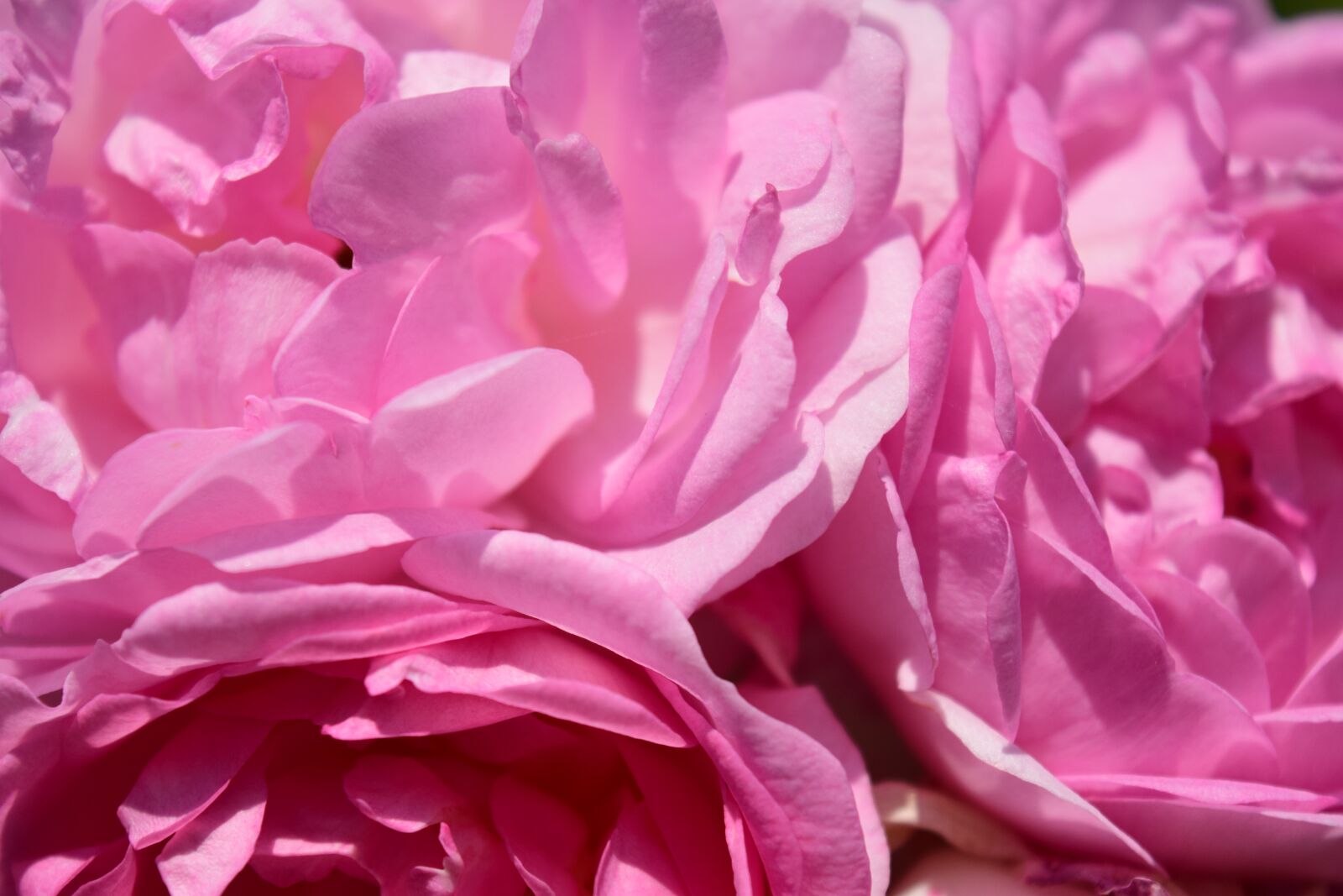 Nikon D3300 sample photo. Rose, pink, pink rose photography