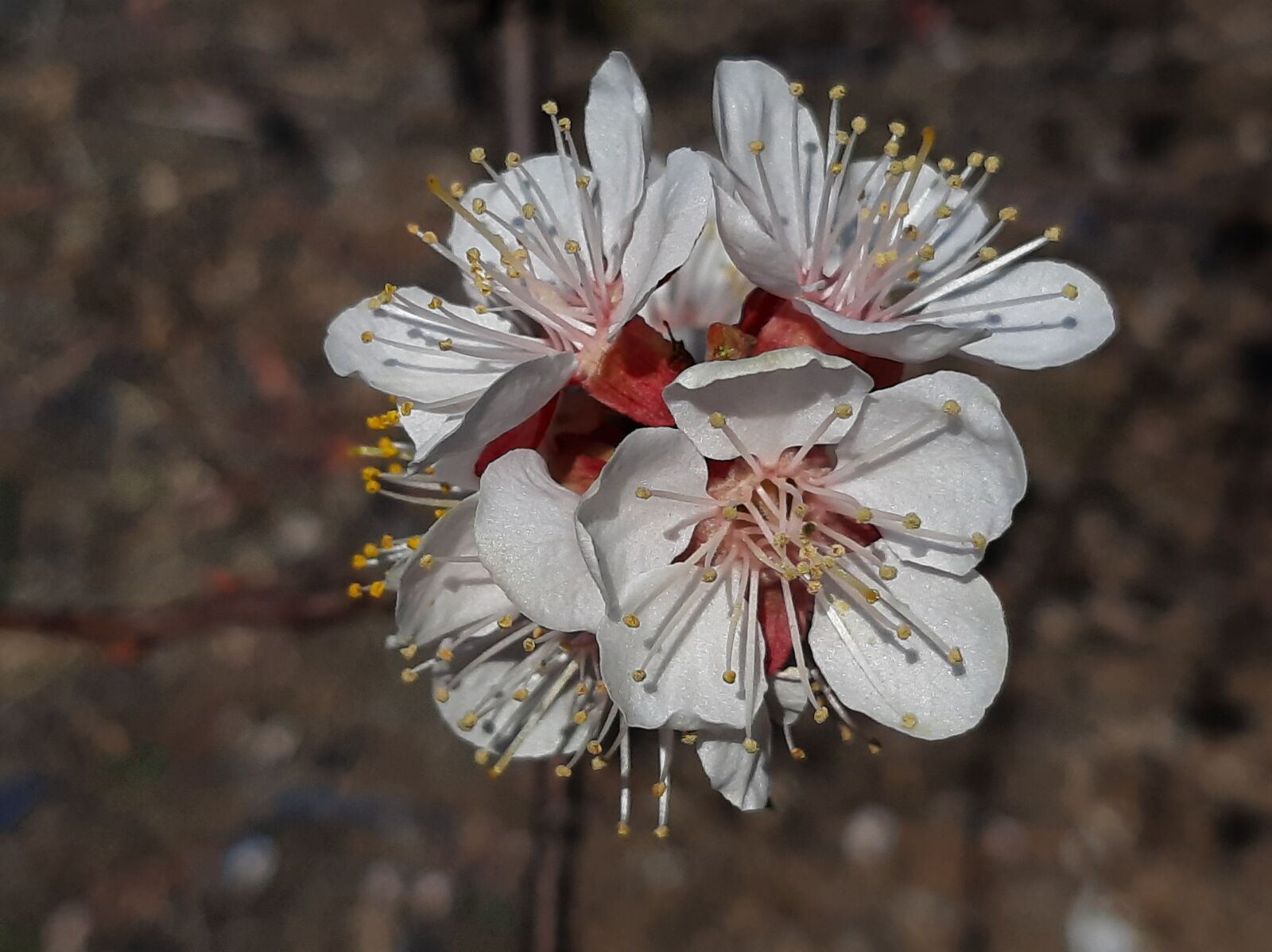 Samsung Galaxy A50 sample photo. Spring, bloom, flowers photography