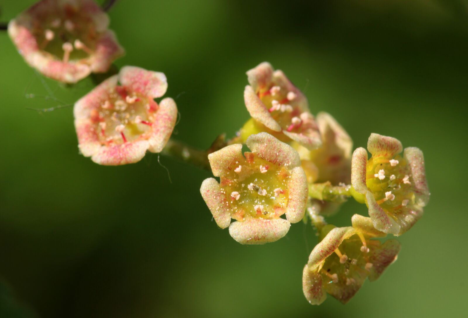 Canon EOS 650D (EOS Rebel T4i / EOS Kiss X6i) sample photo. Flowering currant, small, currants photography