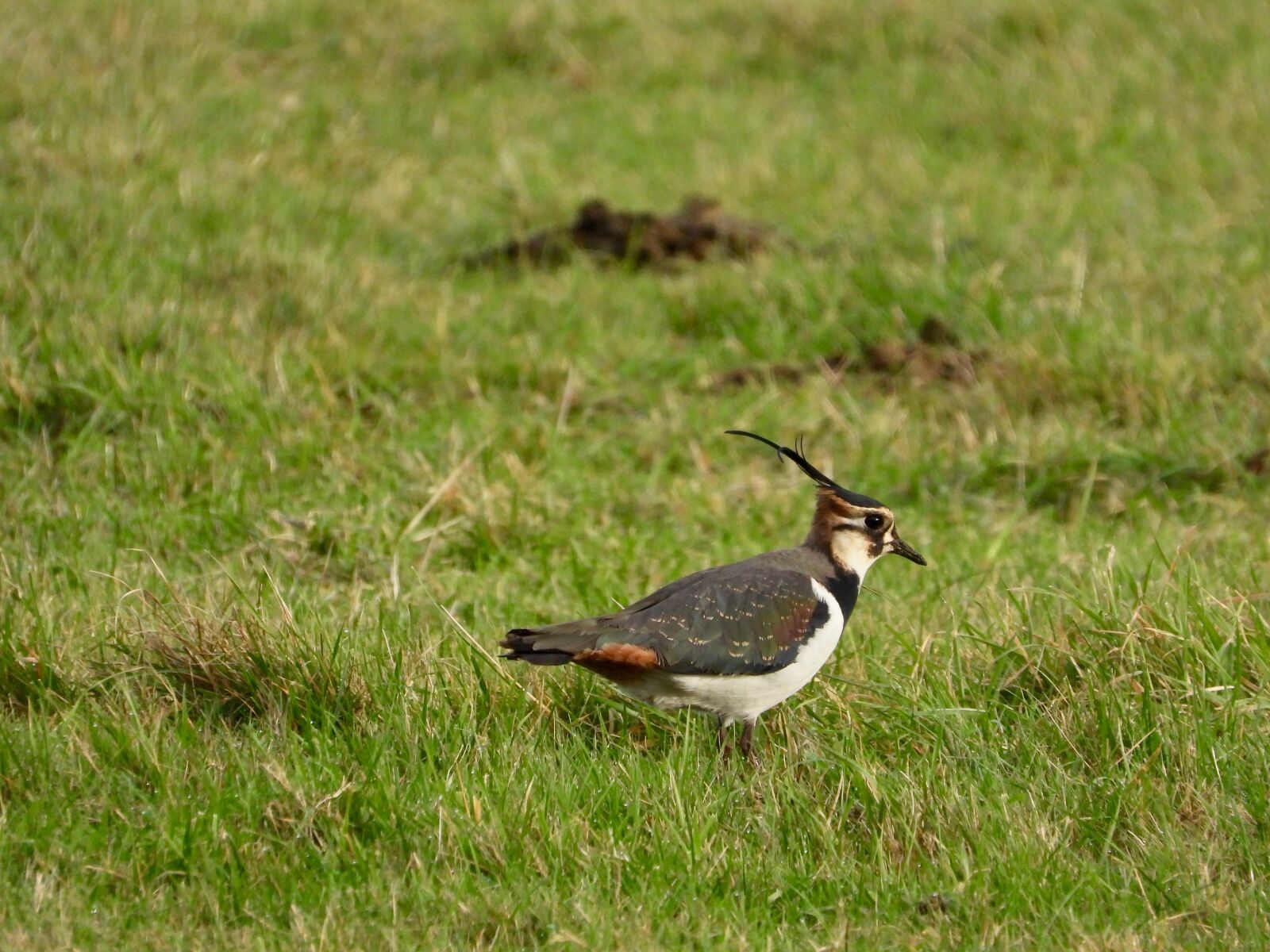 Nikon Coolpix P1000 sample photo. Lapwing, peewit, green plover photography