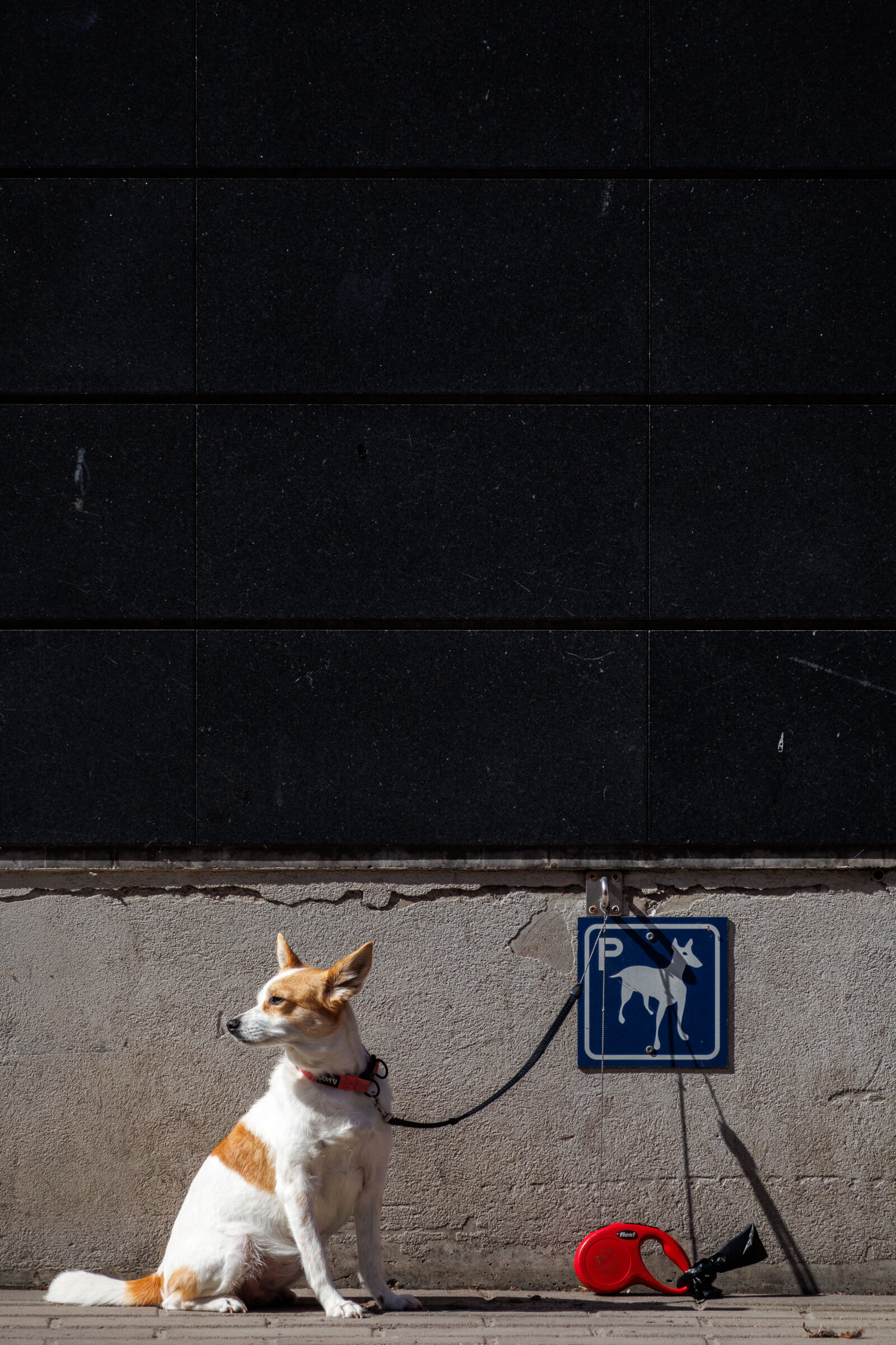 Canon EOS R100 sample photo. Parked dog waiting photography
