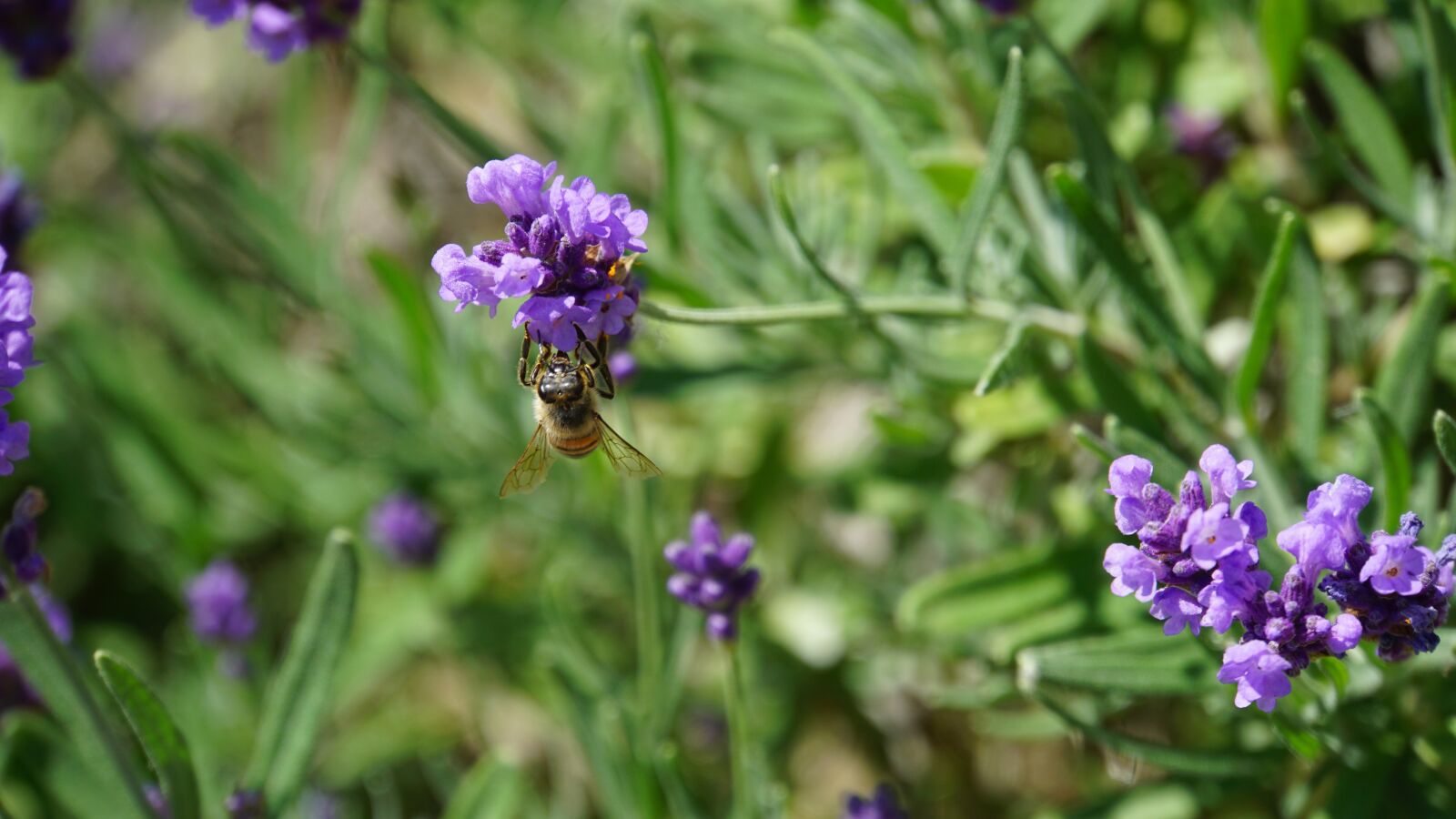 Sony E 18-200mm F3.5-6.3 OSS LE sample photo. Honey bee, insect, honey photography