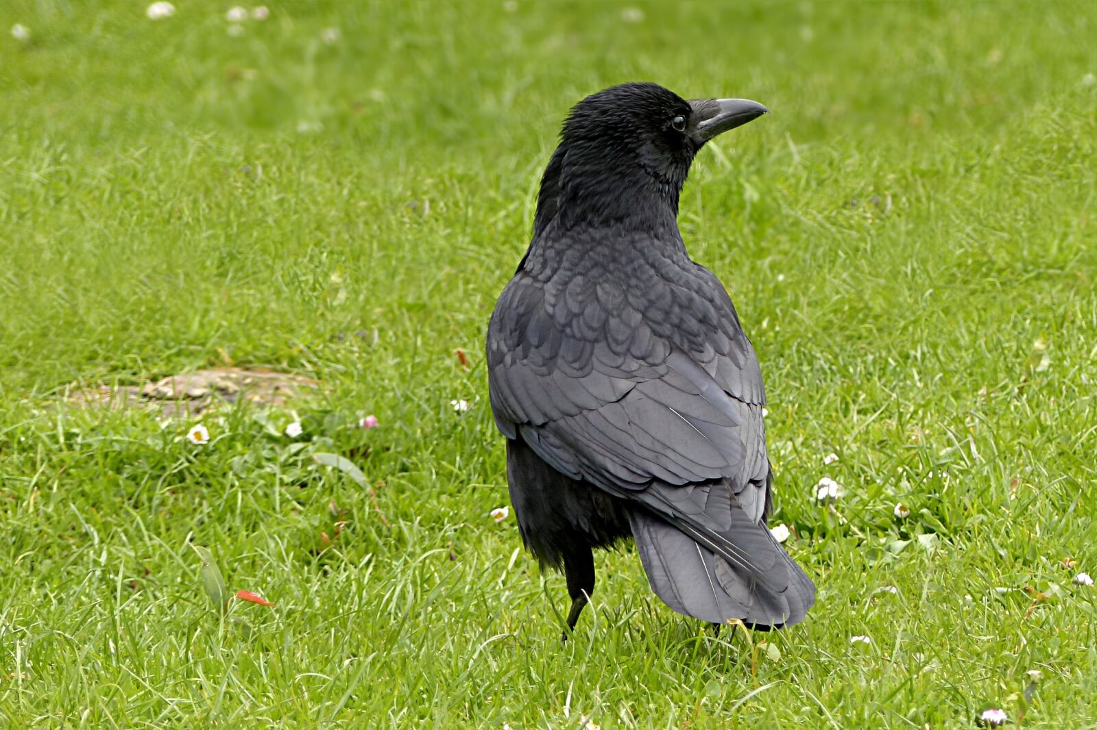 Panasonic Lumix DMC-FZ200 sample photo. Raven, bird, corvus photography