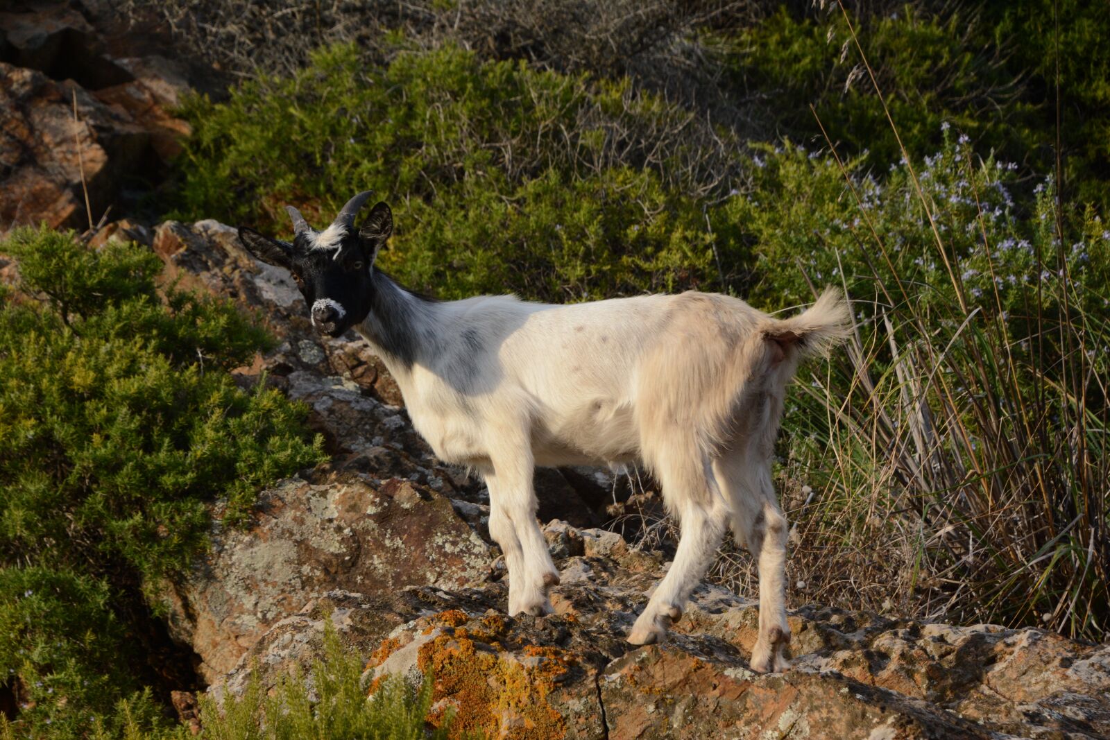 Nikon D7100 sample photo. Animal, wild, mammal photography
