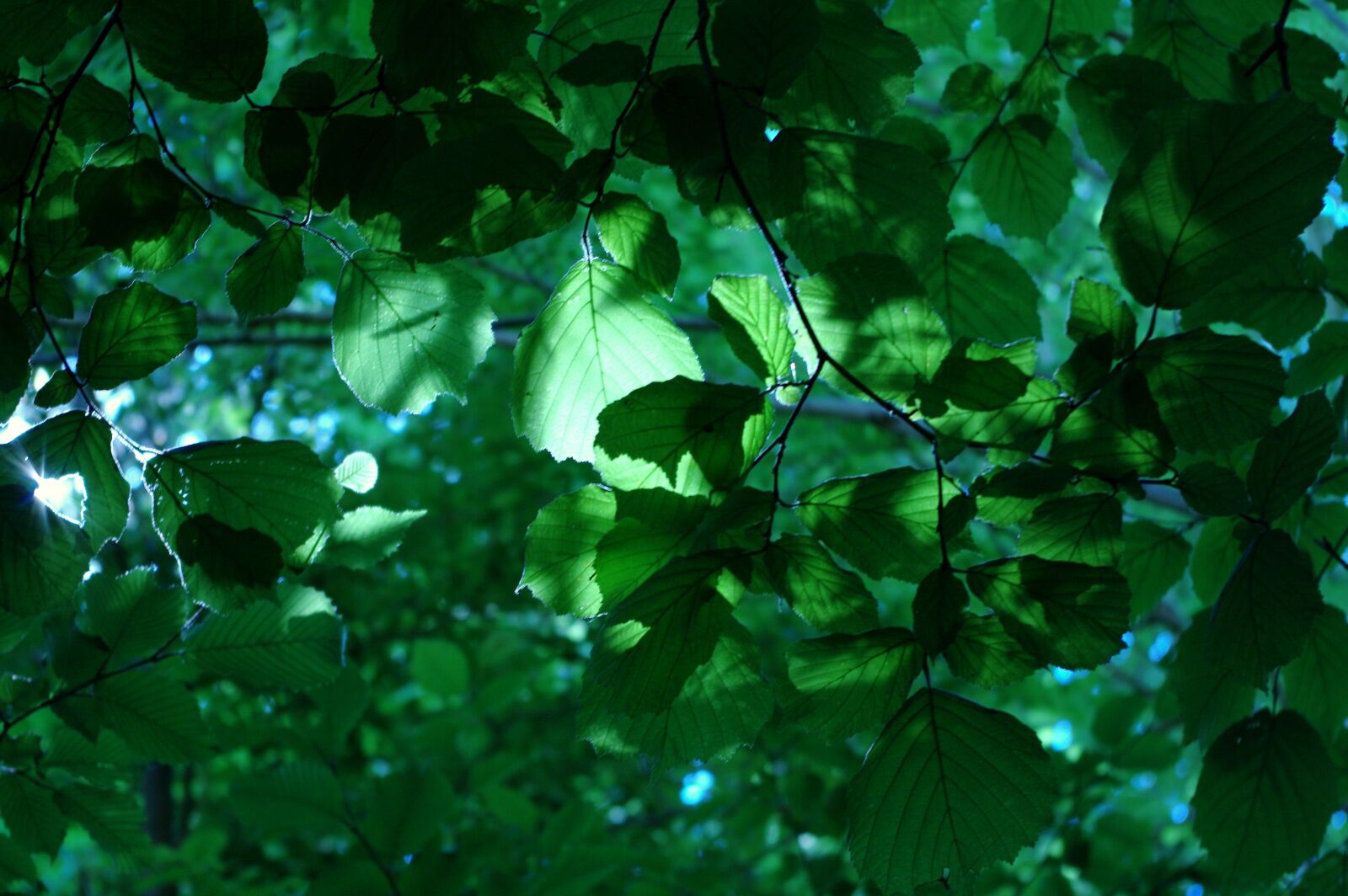 Pentax K20D sample photo. Leaves, trees, nature photography