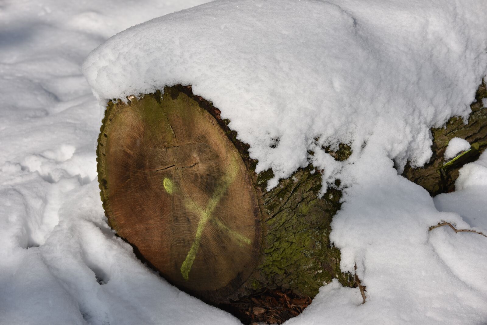 Nikon D750 sample photo. Wood, tribe, annual rings photography