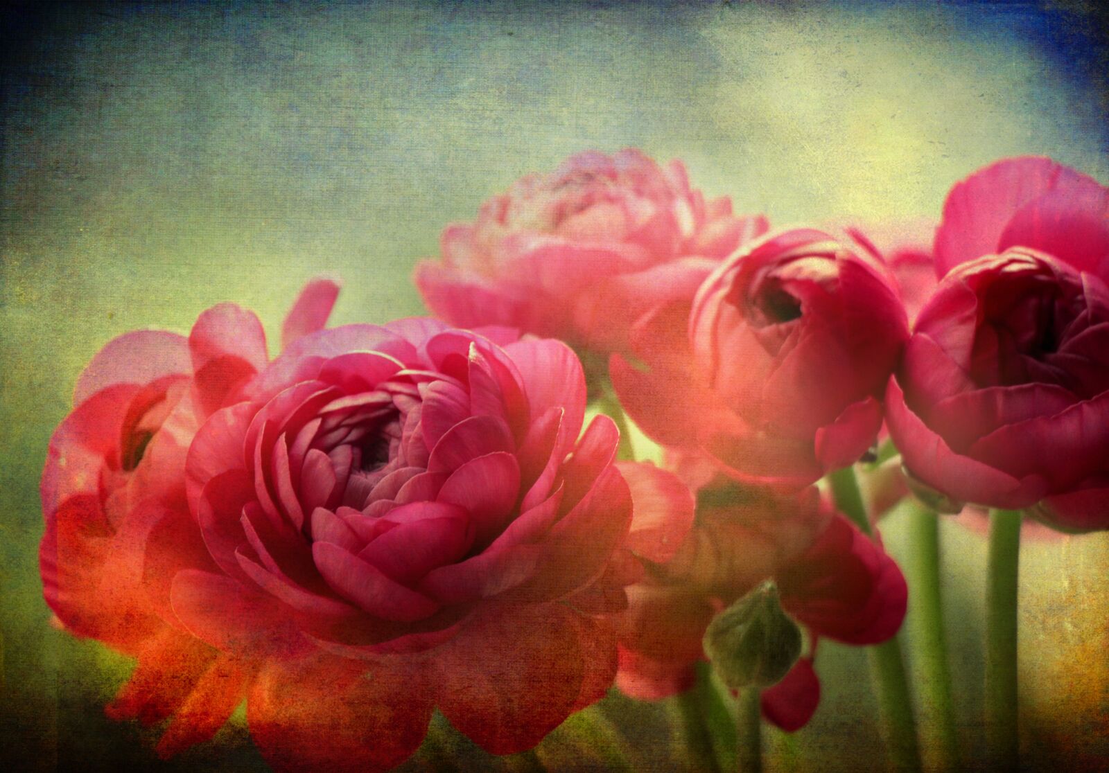 Canon EOS 500D (EOS Rebel T1i / EOS Kiss X3) sample photo. Buttercups, flower, pink photography