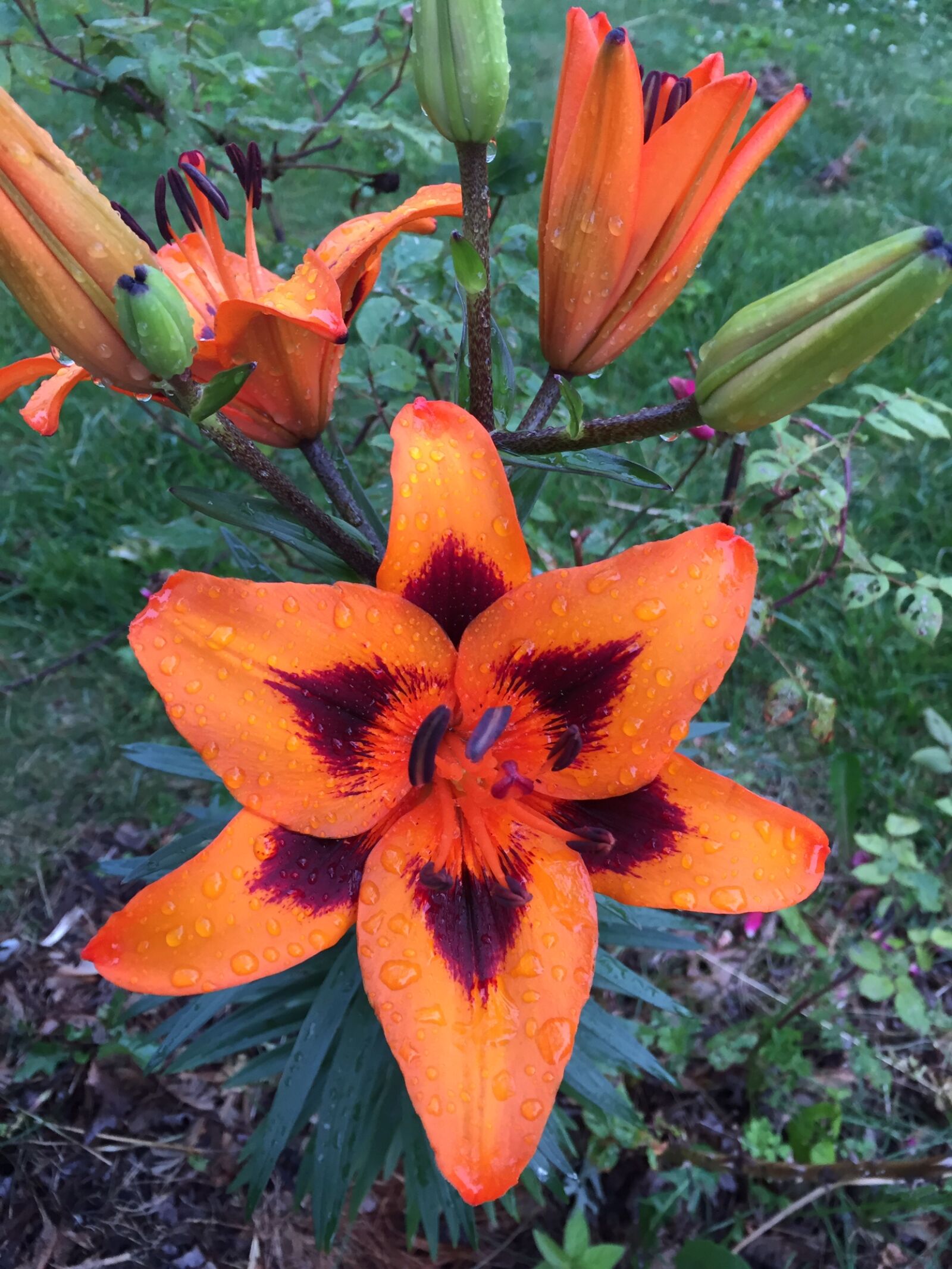 Apple iPhone 6 sample photo. Flower, rain photography