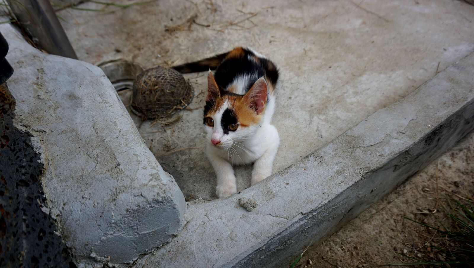 Sony a6000 sample photo. Pets, cat, cub photography