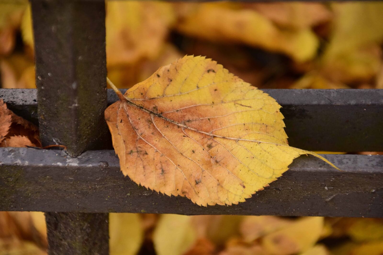 Nikon D3300 sample photo. Tree, leaf, nature, wood photography