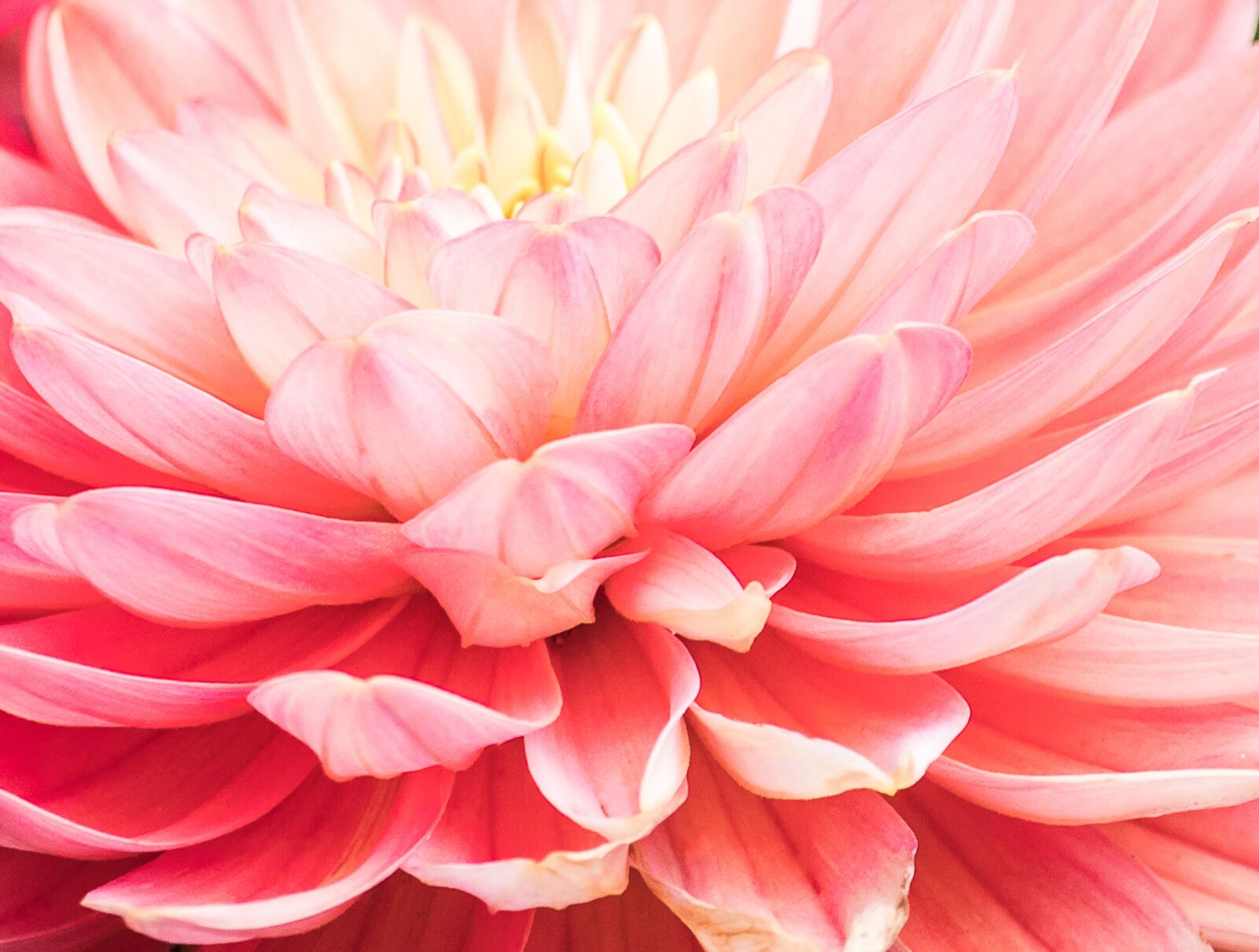 Canon EF-S 55-250mm F4-5.6 IS STM sample photo. Dahlia, blossom, bloom photography