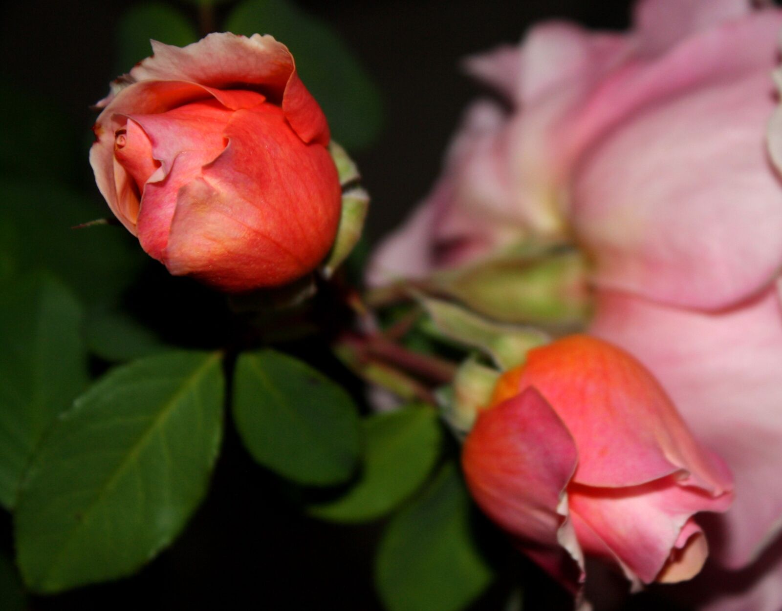Canon EOS 1000D (EOS Digital Rebel XS / EOS Kiss F) sample photo. Rosebuds, flowers, pink flower photography