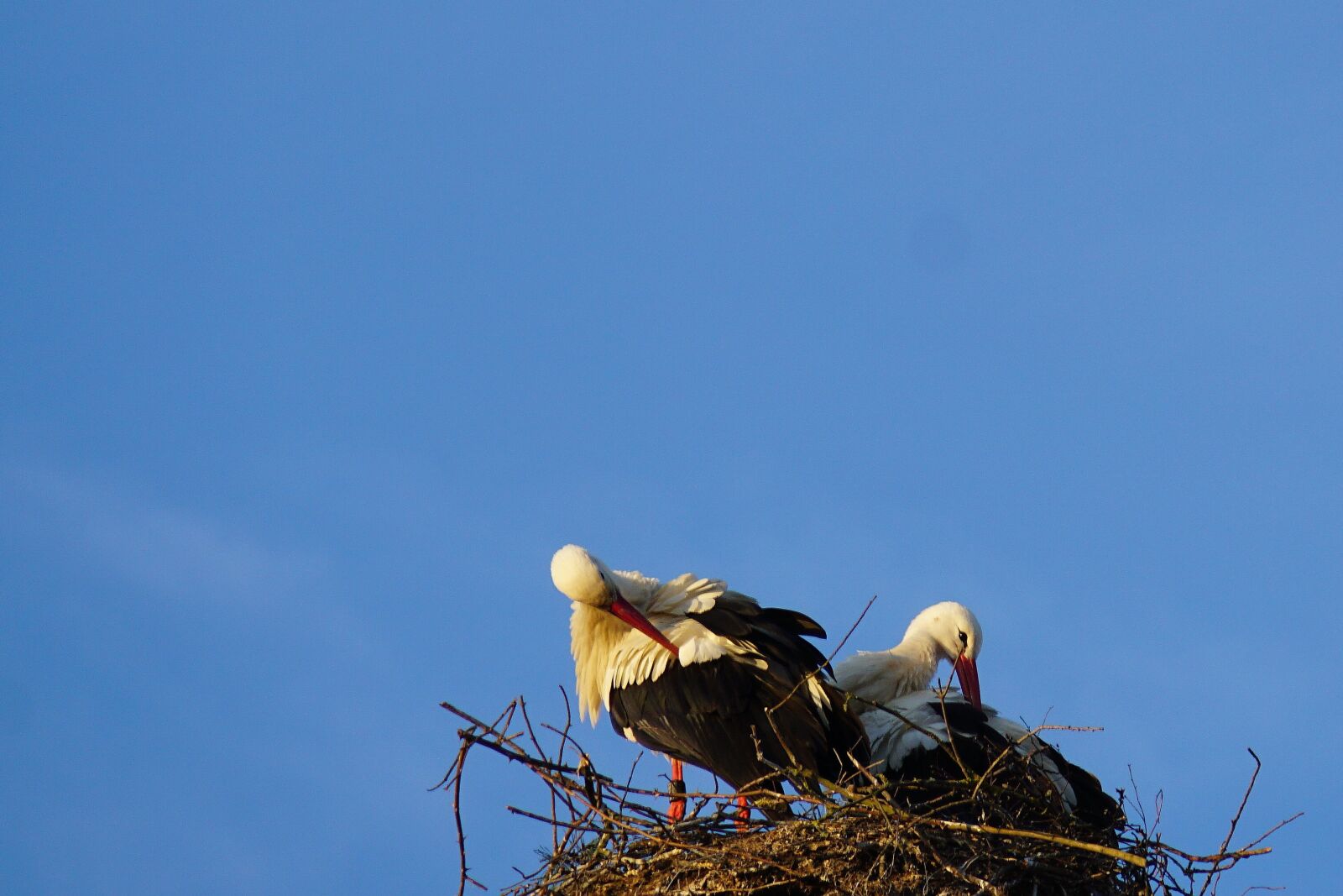 Sony E 18-200mm F3.5-6.3 OSS LE sample photo. Stork, nest, stork couple photography