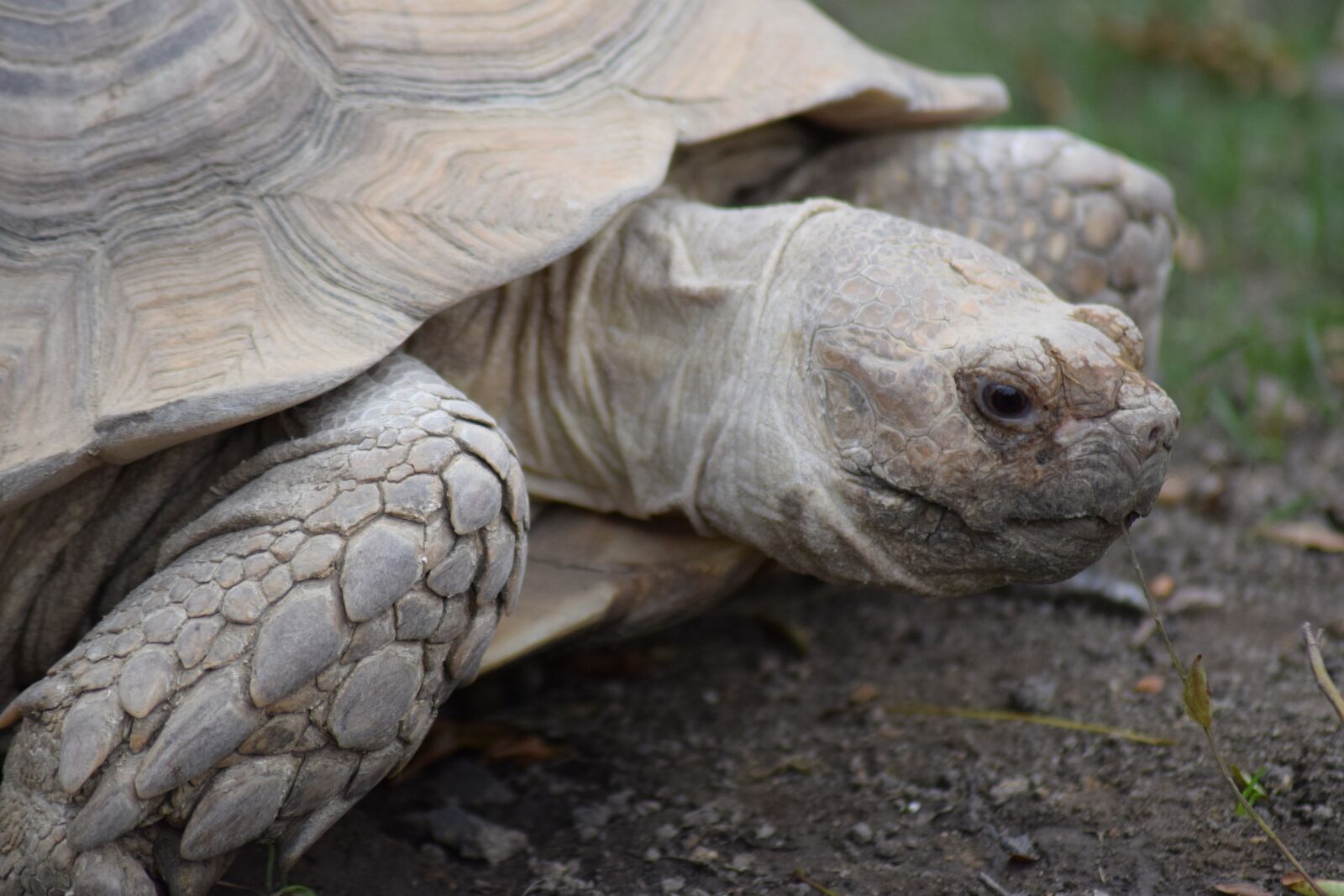 Nikon D3300 sample photo. Turtle, detail, animal photography