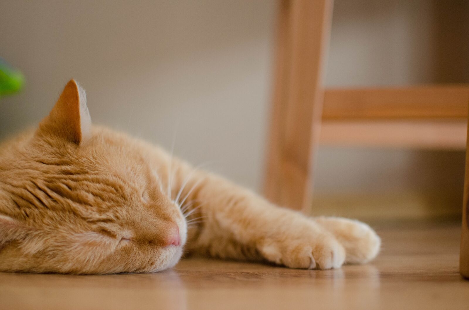 Nikon D7000 sample photo. Cat, red cat, rest photography
