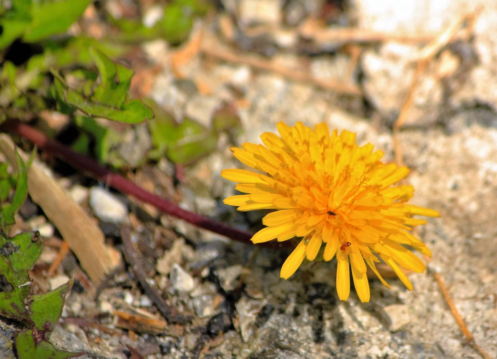 Canon EOS 550D (EOS Rebel T2i / EOS Kiss X4) sample photo. Dandelion, flower, yellow photography