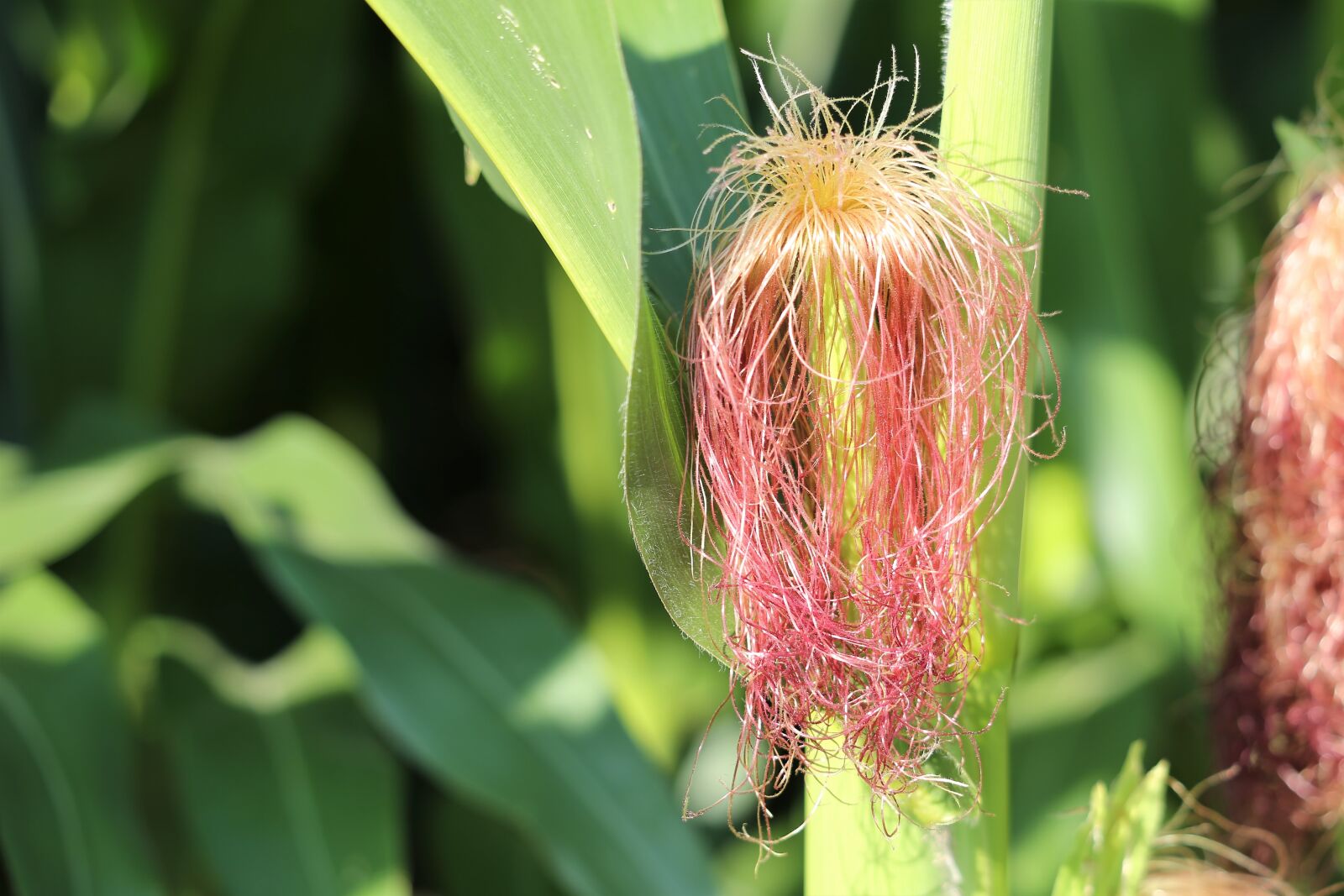 Canon EF 70-300 F4-5.6 IS II USM sample photo. Corn moustaches, plant, green photography