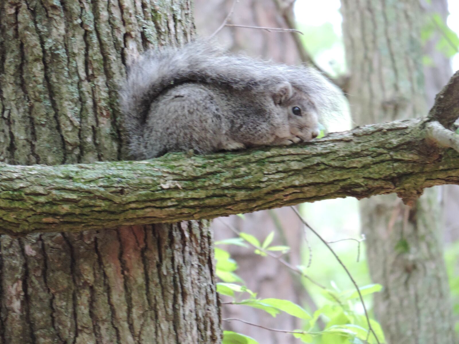 Nikon Coolpix P520 sample photo. Up-close, delmarva, peninsula, fox photography