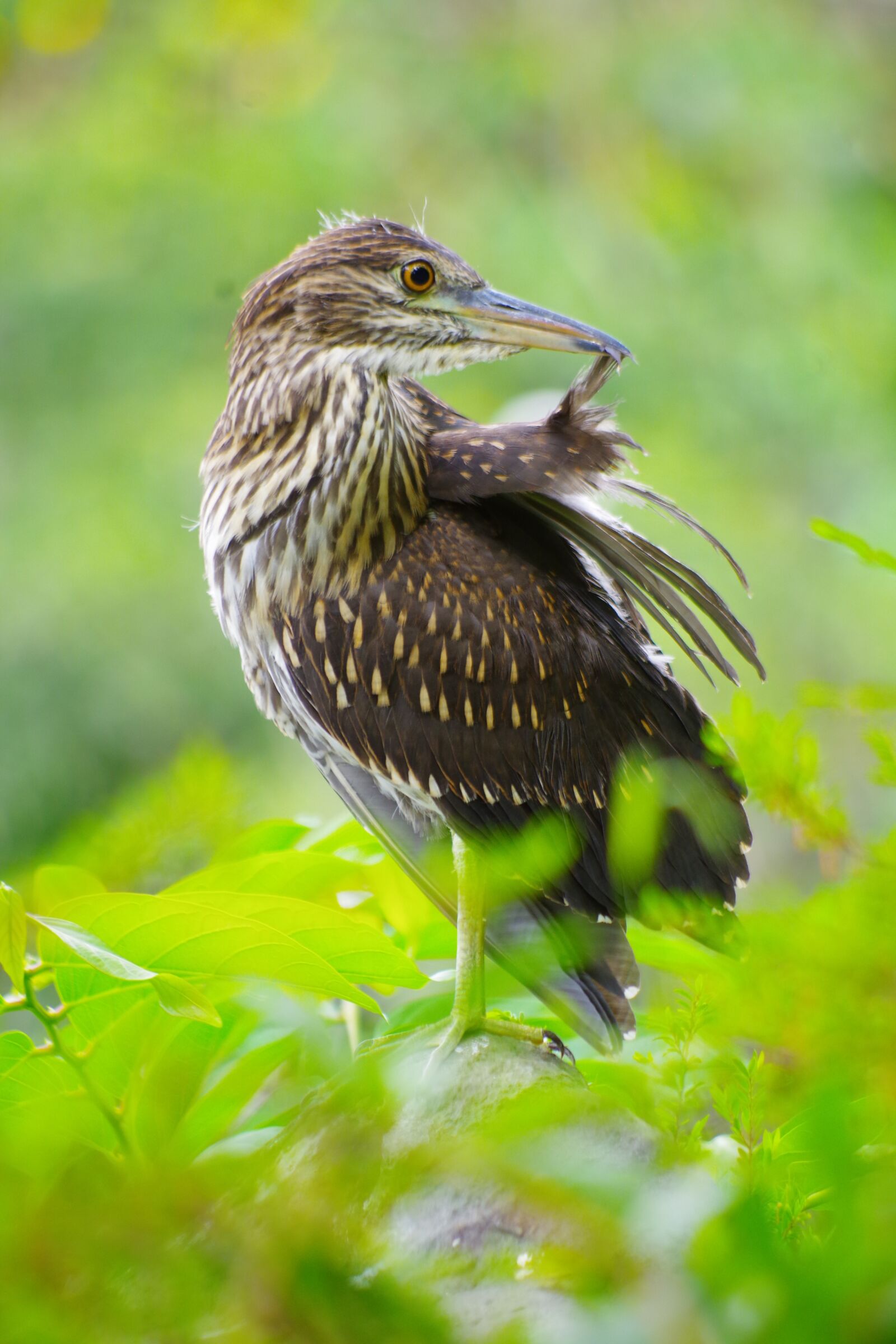 Pentax K-S2 sample photo. Bird, plumage, nature photography