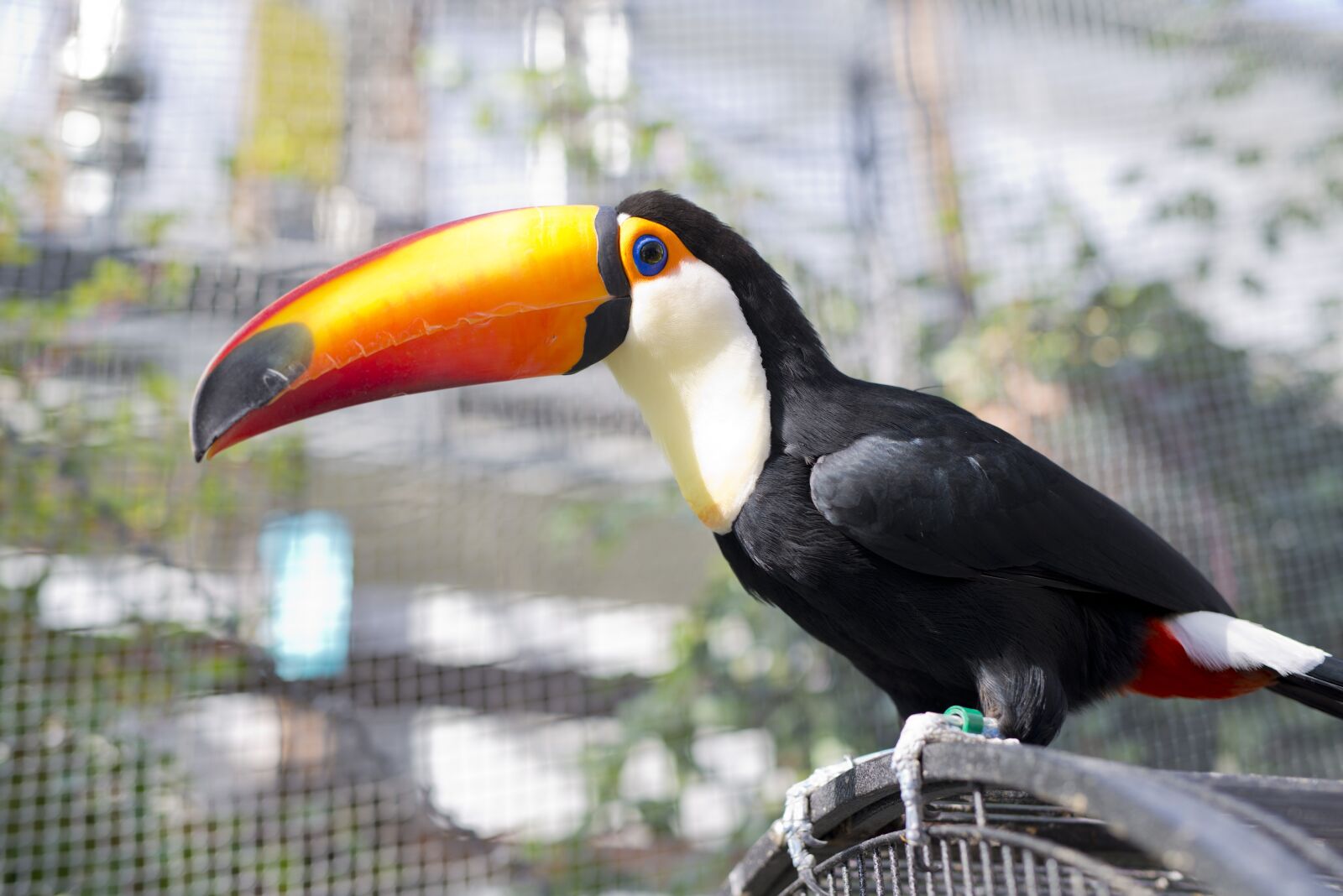 Nikon D800 sample photo. Toucan, bird, beak photography