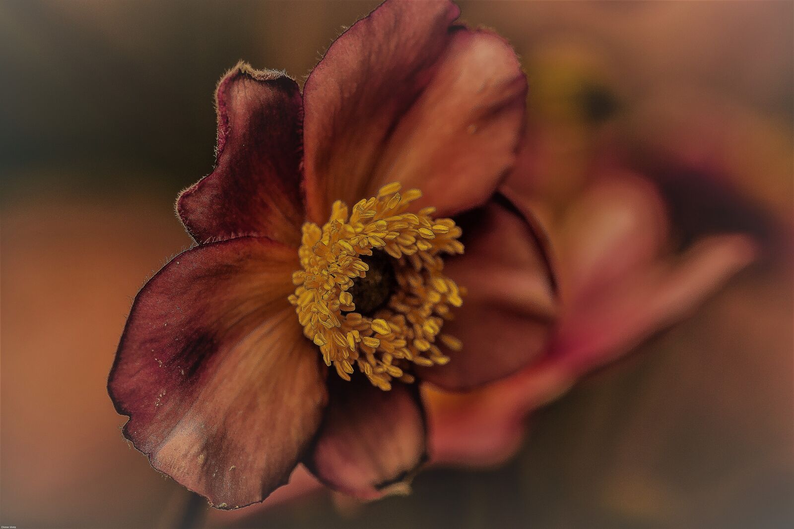 Canon EOS 7D Mark II sample photo. Anemone, blossom, bloom photography