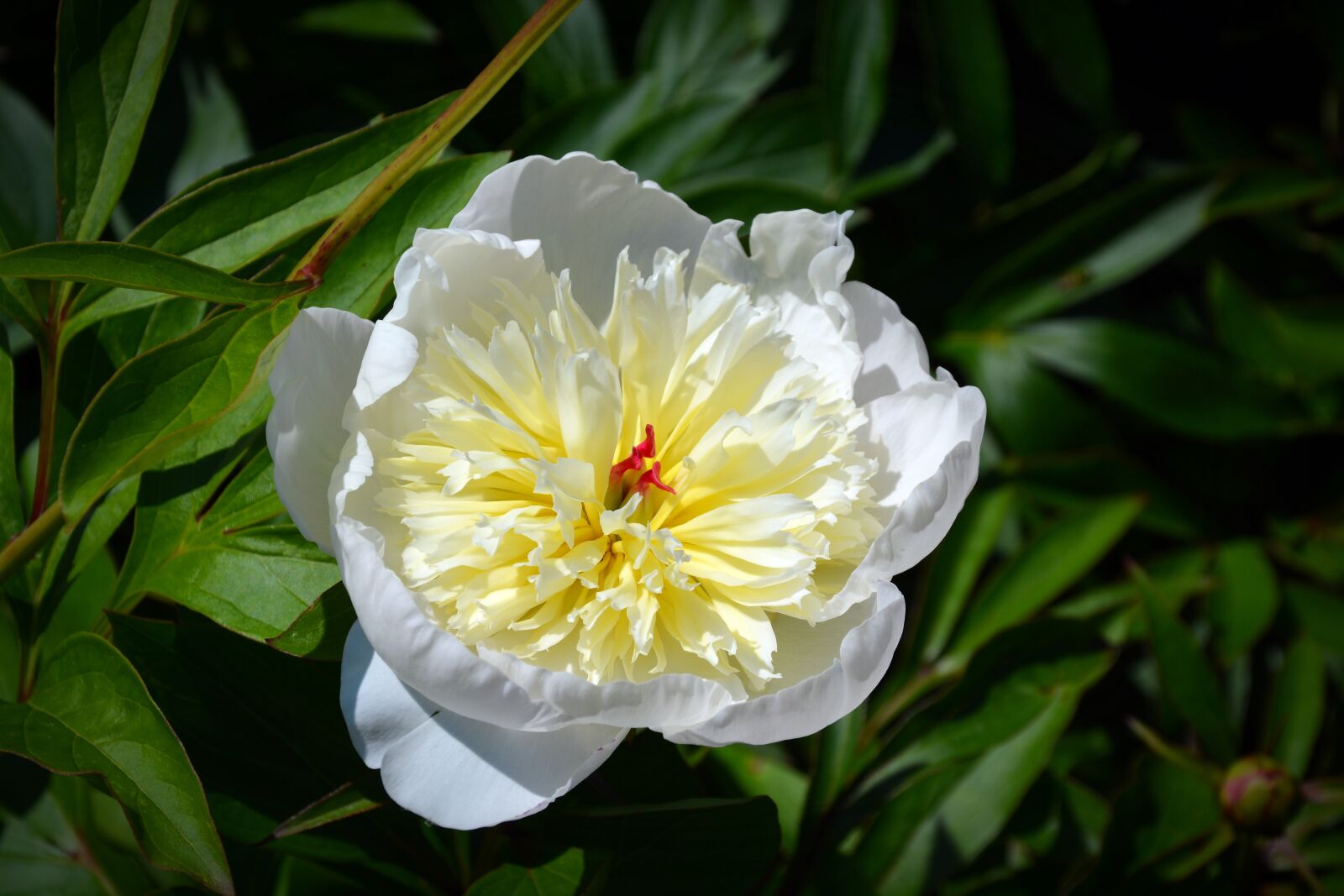 Nikon D5200 sample photo. Flower flower, close up photography