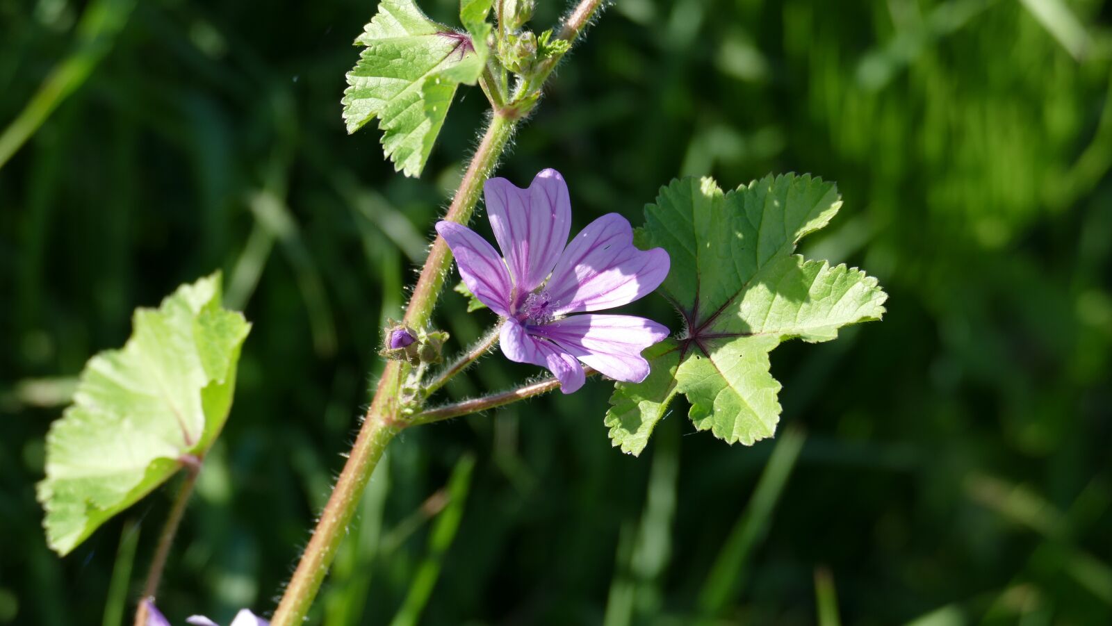 Leica V-Lux (Typ 114) sample photo. Flower, wild flower, purple photography