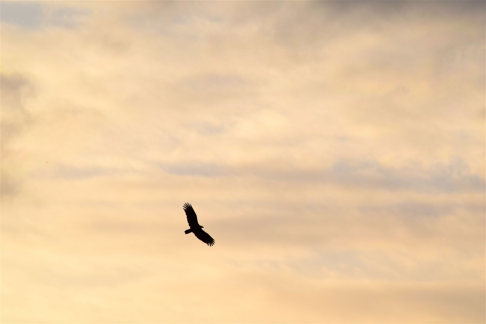 Nikon D3300 sample photo. Bird, silhouette, golden sky photography