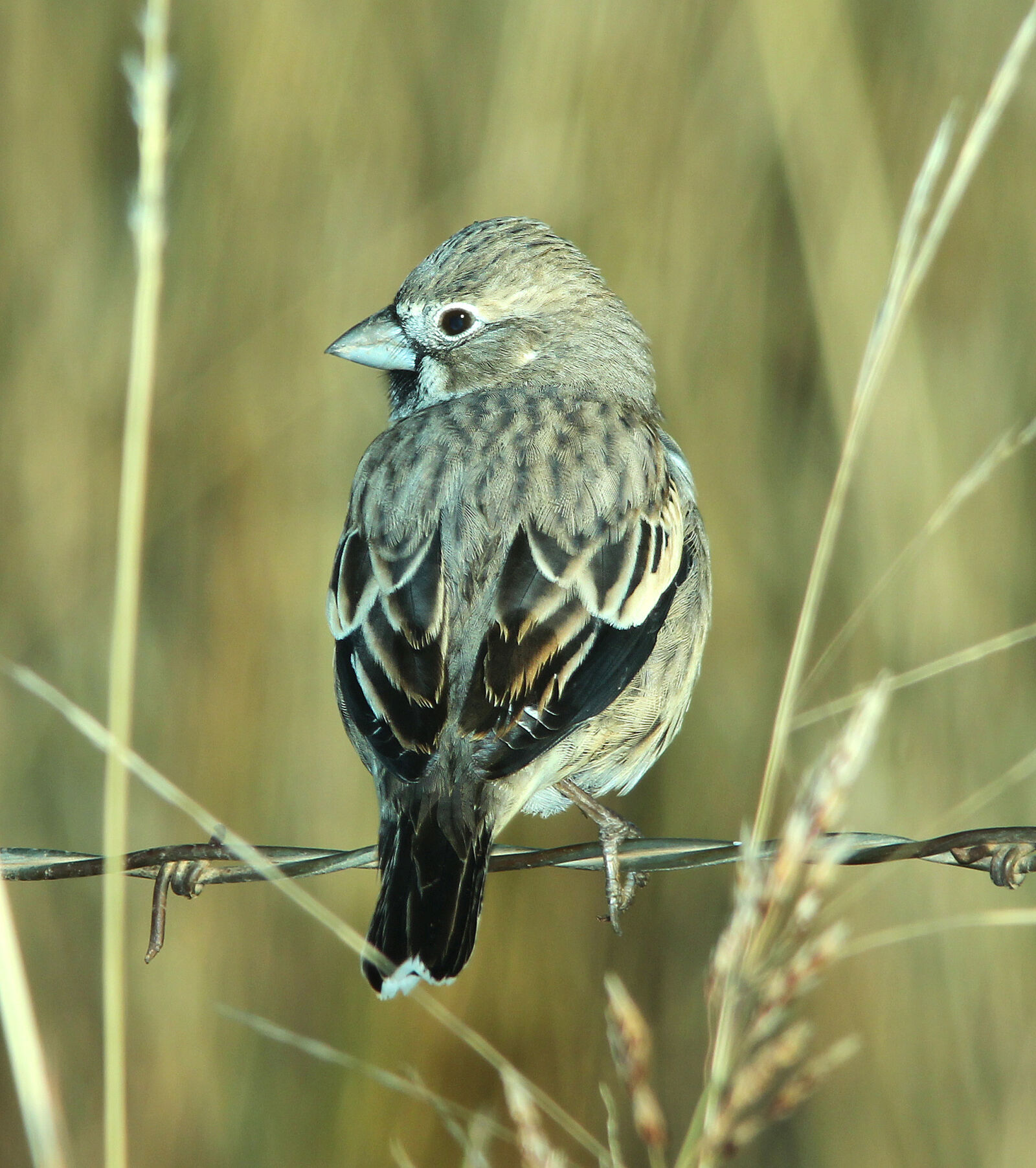 Canon EF 300mm F4L IS USM sample photo