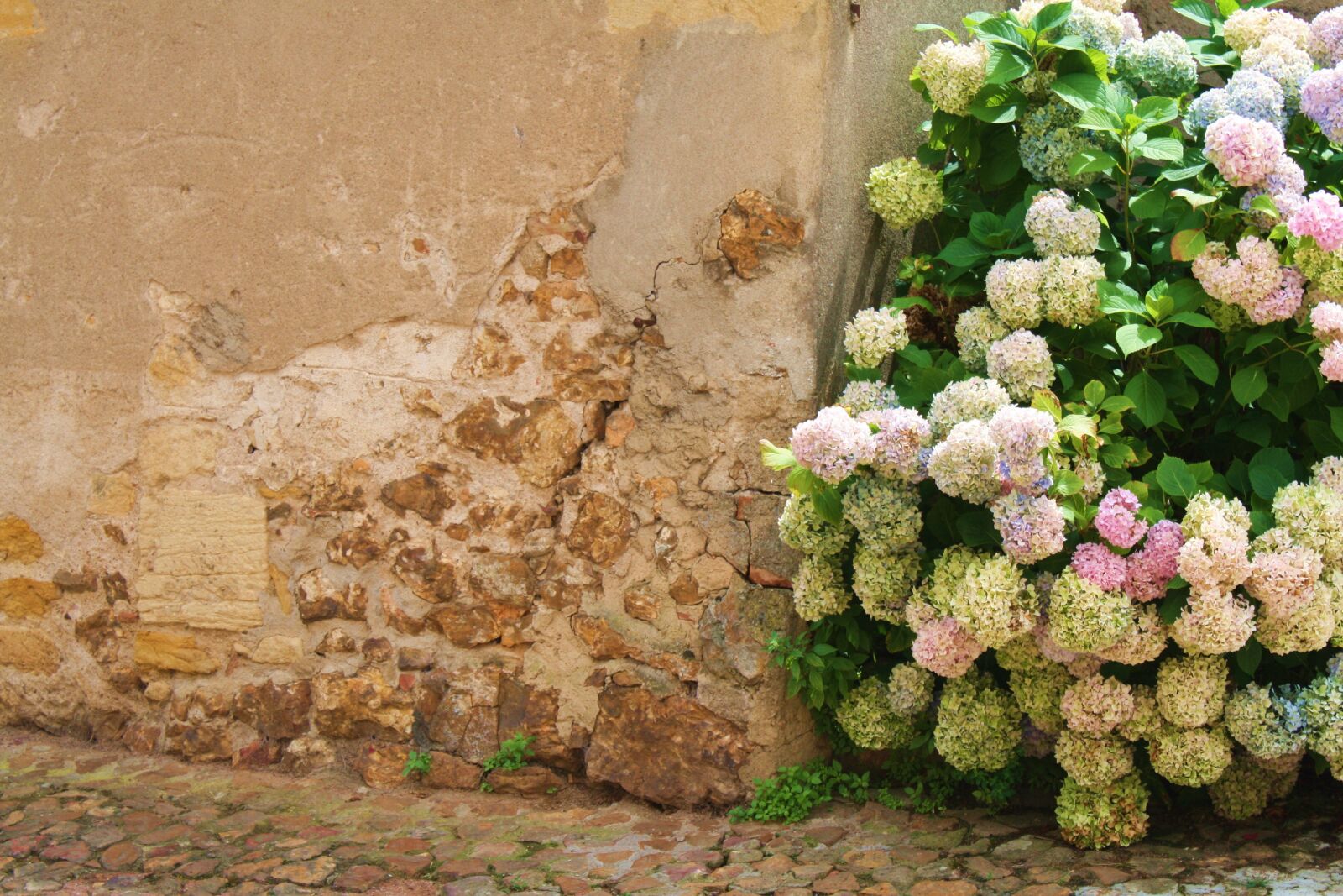 Canon EOS 1000D (EOS Digital Rebel XS / EOS Kiss F) sample photo. Hydrangea, flowers, nature photography