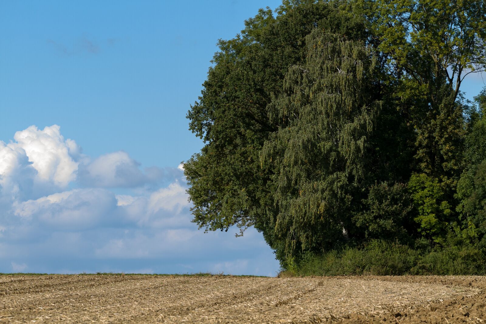 Canon EOS 7D + Canon EF 70-200mm F4L USM sample photo. Tree, clouds, nature photography