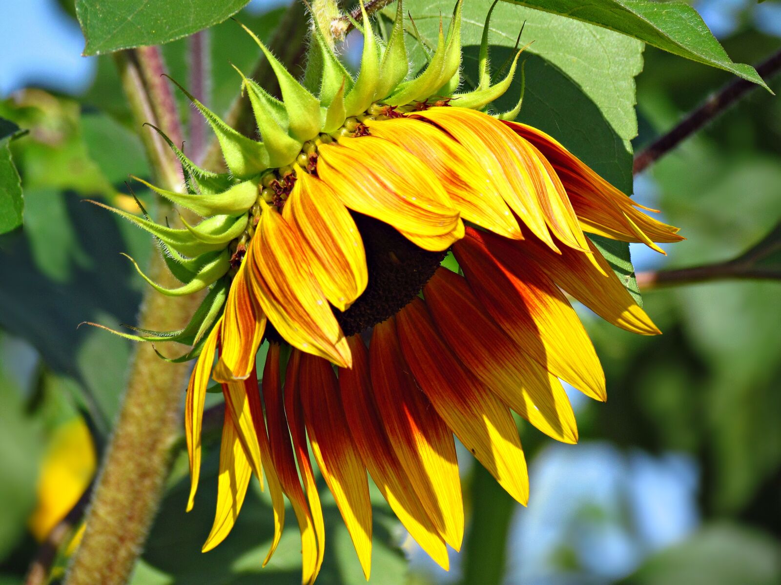 Canon PowerShot SX30 IS sample photo. Sunflower, flower, nature photography