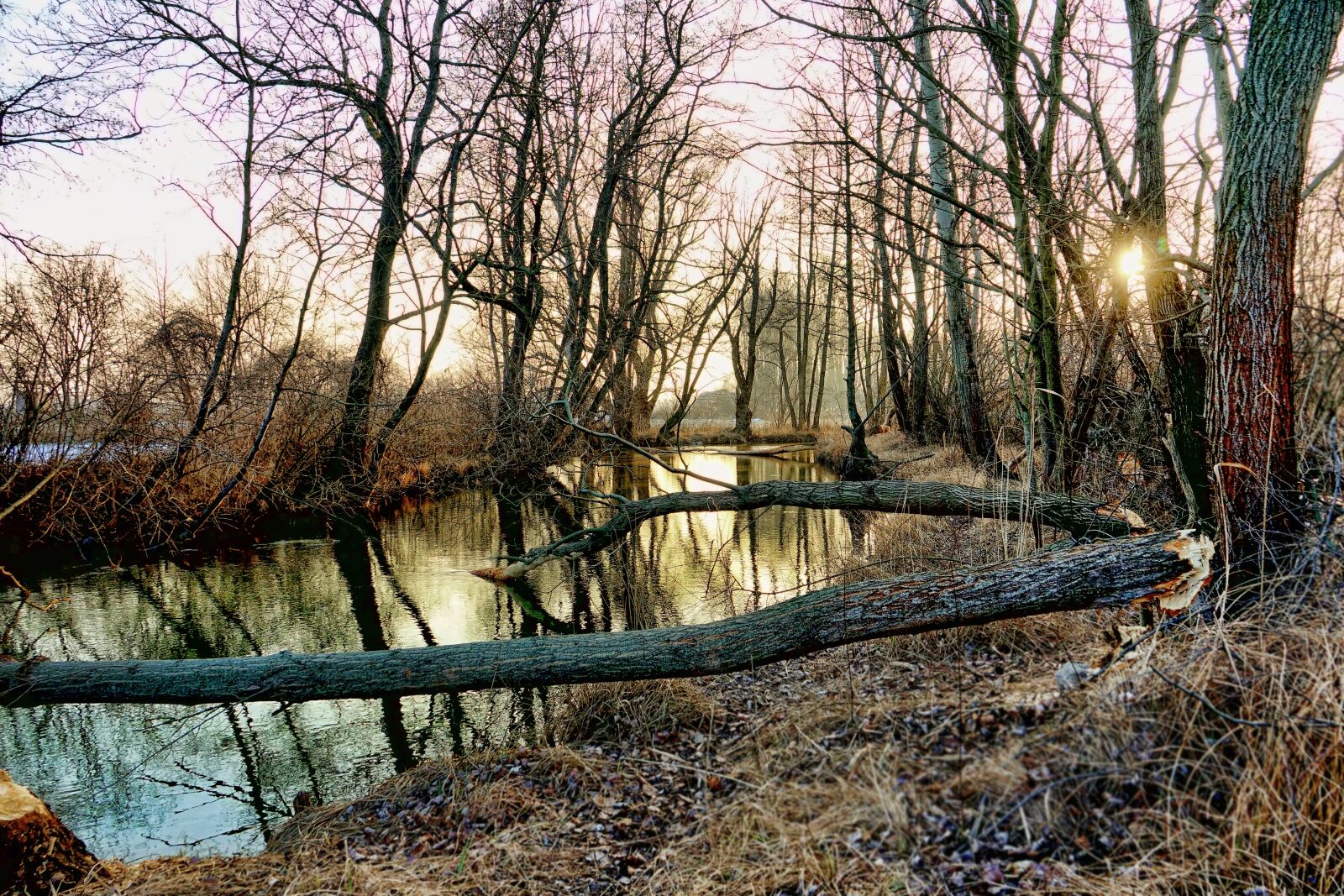 Sony Cyber-shot DSC-RX10 III sample photo. Nature, trees, winter photography