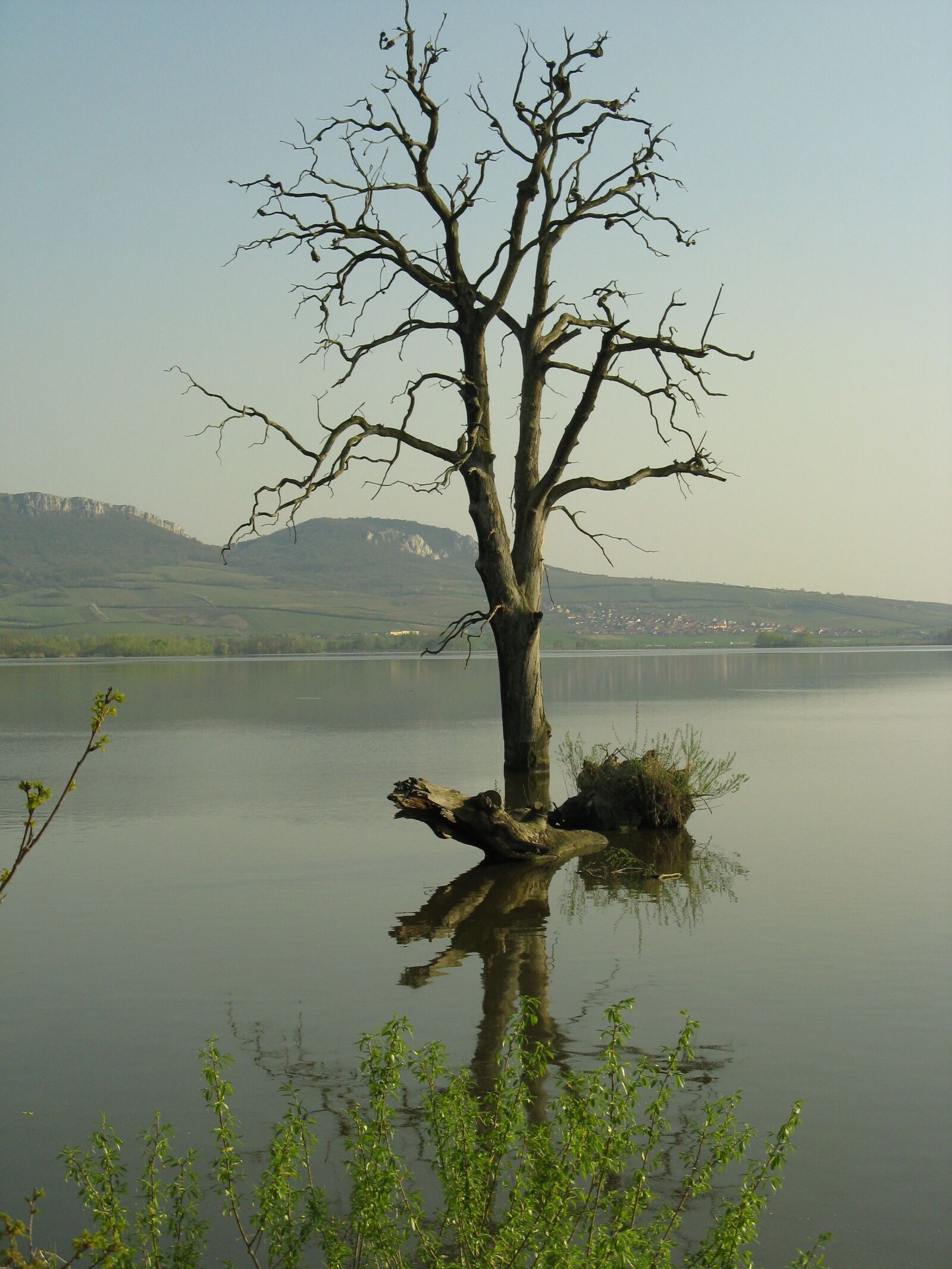 Canon POWERSHOT A720 IS sample photo. Tree, lake, nature photography